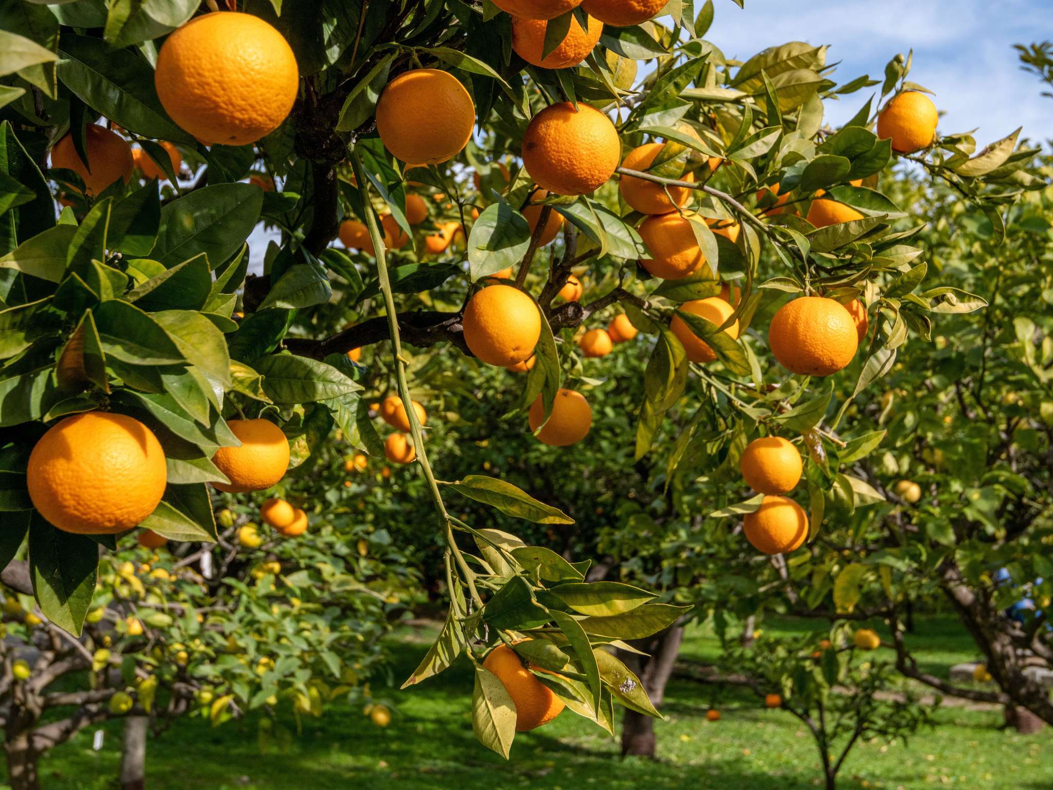 Foto - ibis budget Menton Bord de Mer