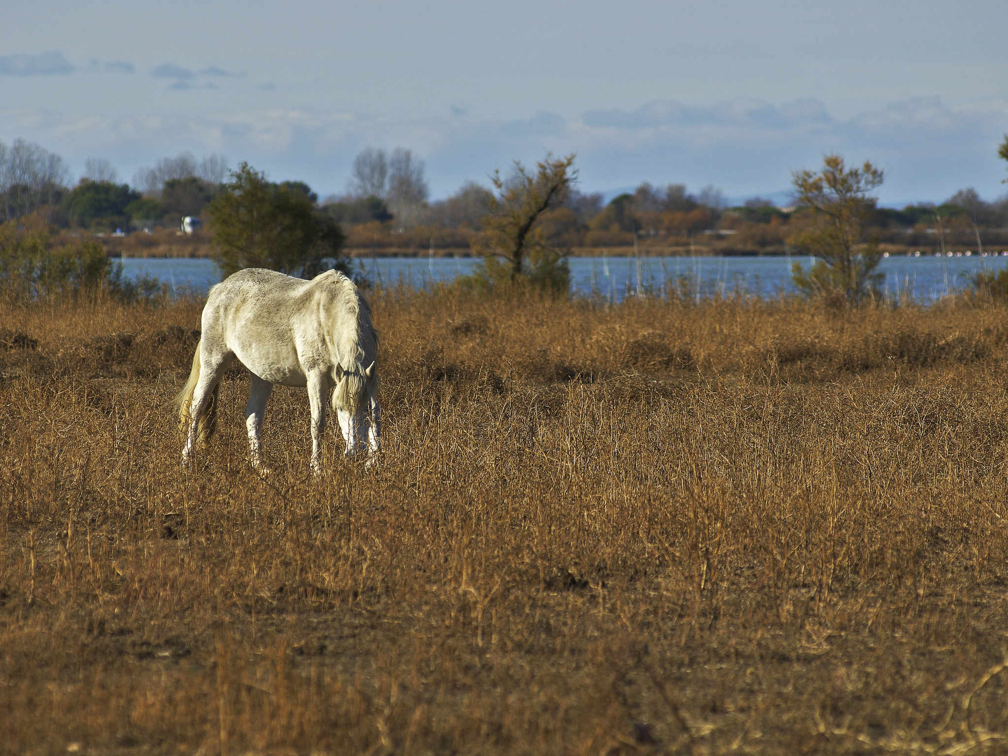 Photo - ibis Styles Arles Palais des Congrès