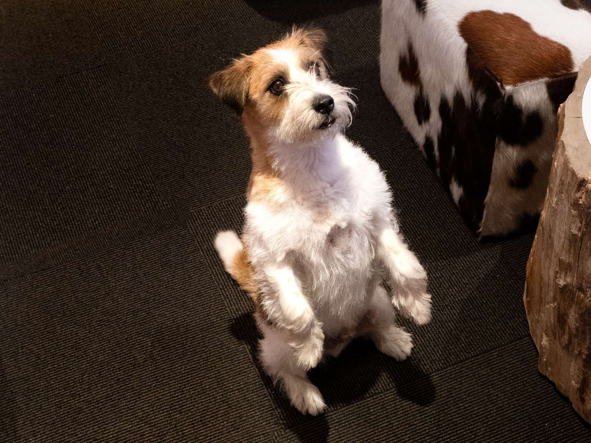 Foto - Mercure Saint-Lary