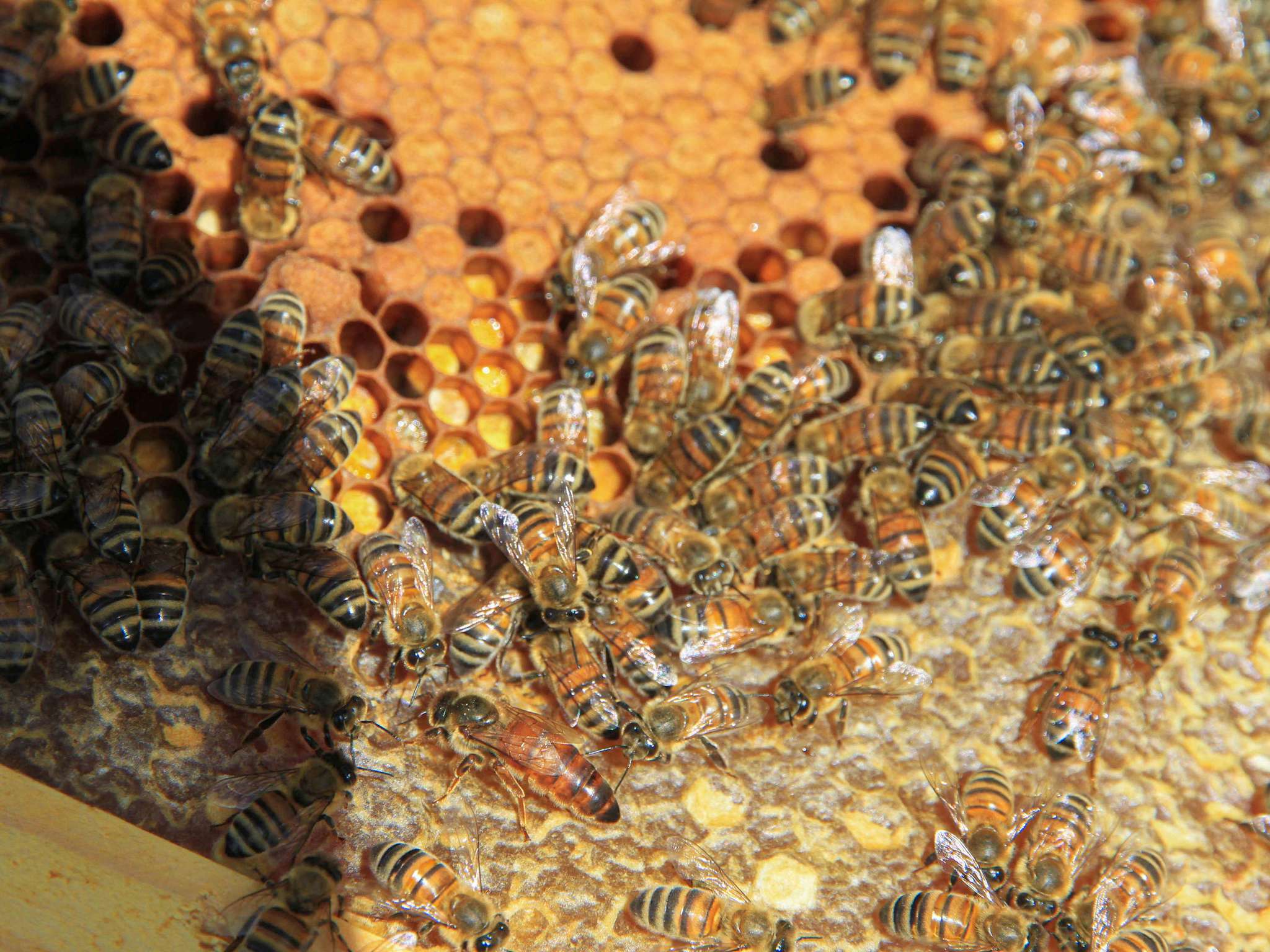 Foto - ibis Styles Aix les Bains Domaine de Marlioz