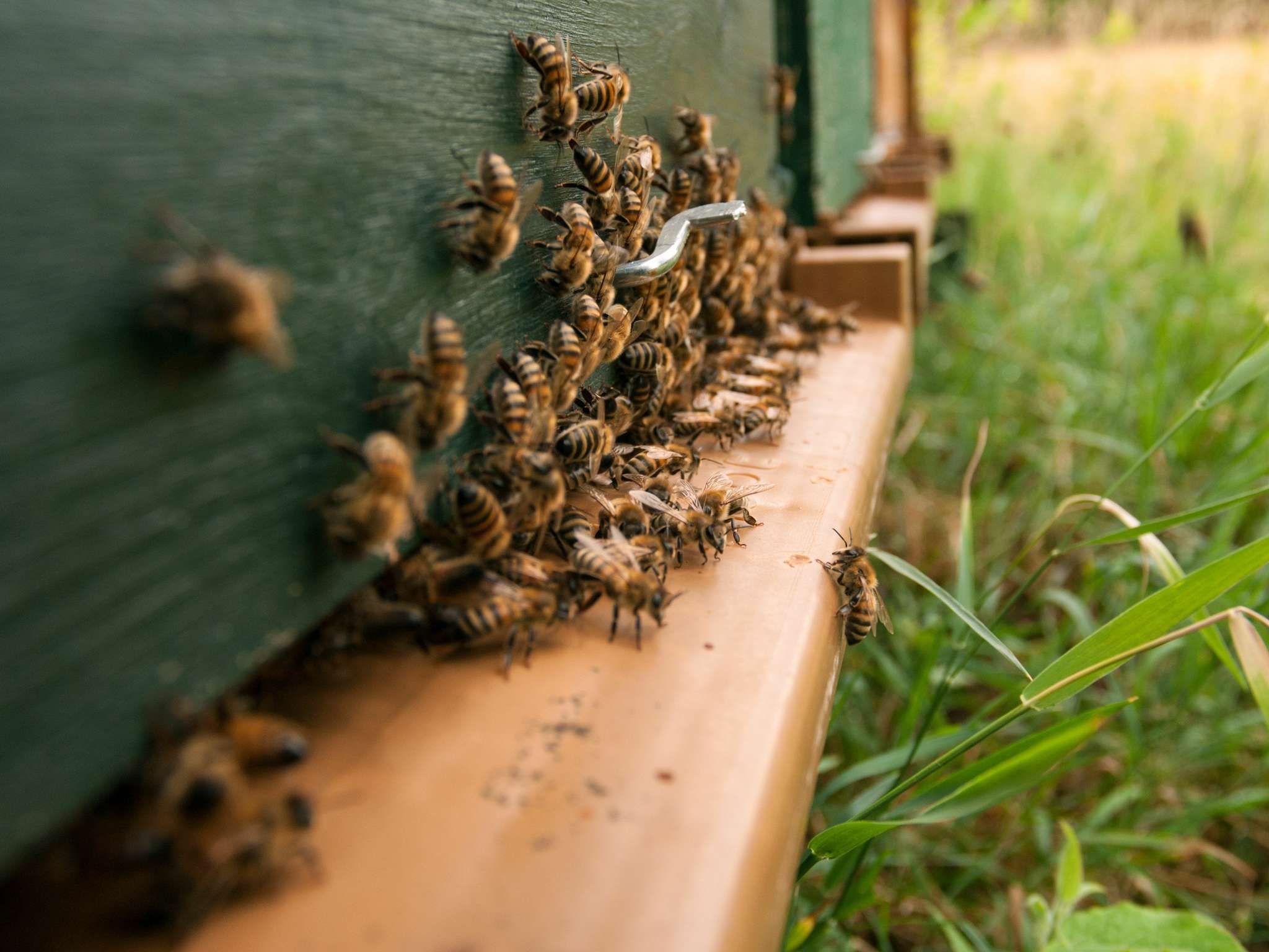 Foto - ibis Styles Aix les Bains Domaine de Marlioz