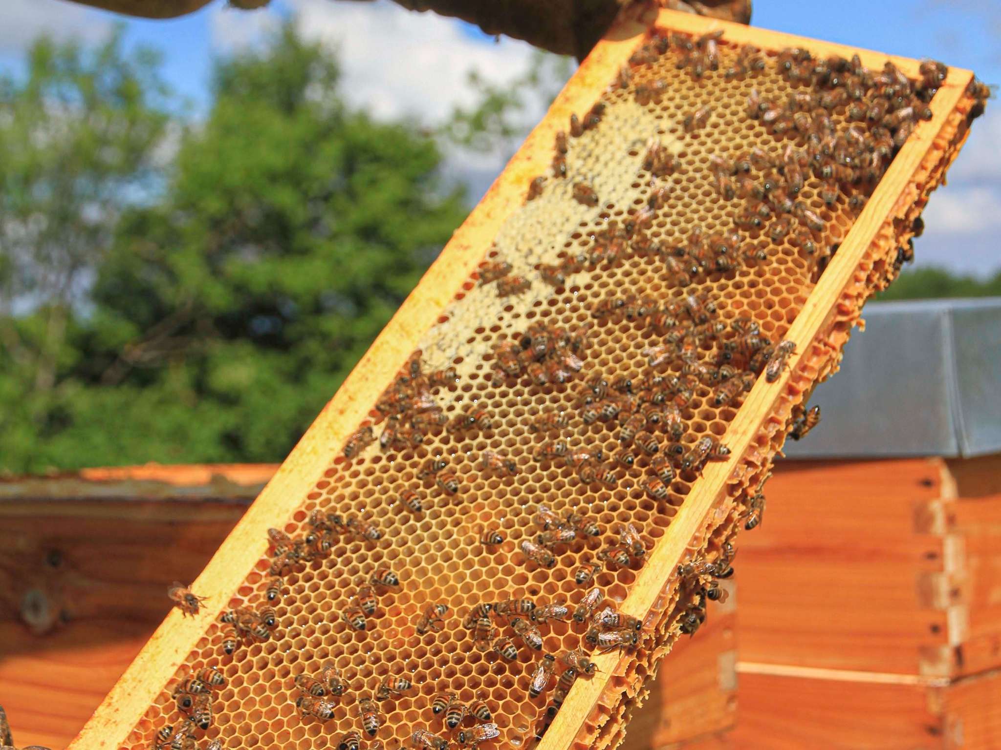 Foto - ibis Styles Aix les Bains Domaine de Marlioz