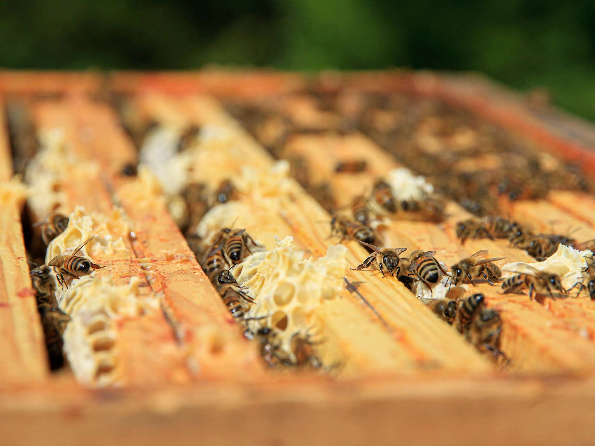 Foto - ibis Styles Aix les Bains Domaine de Marlioz