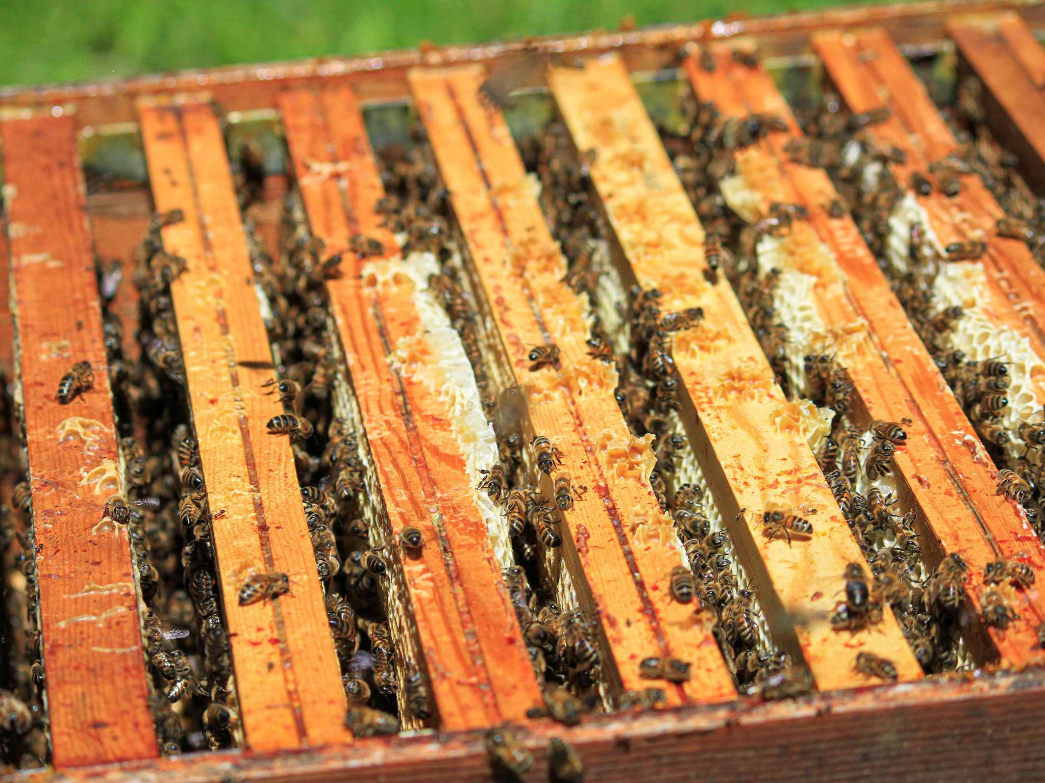 Photo - Mercure Aix-les-Bains Domaine de Marlioz Hôtel & Spa