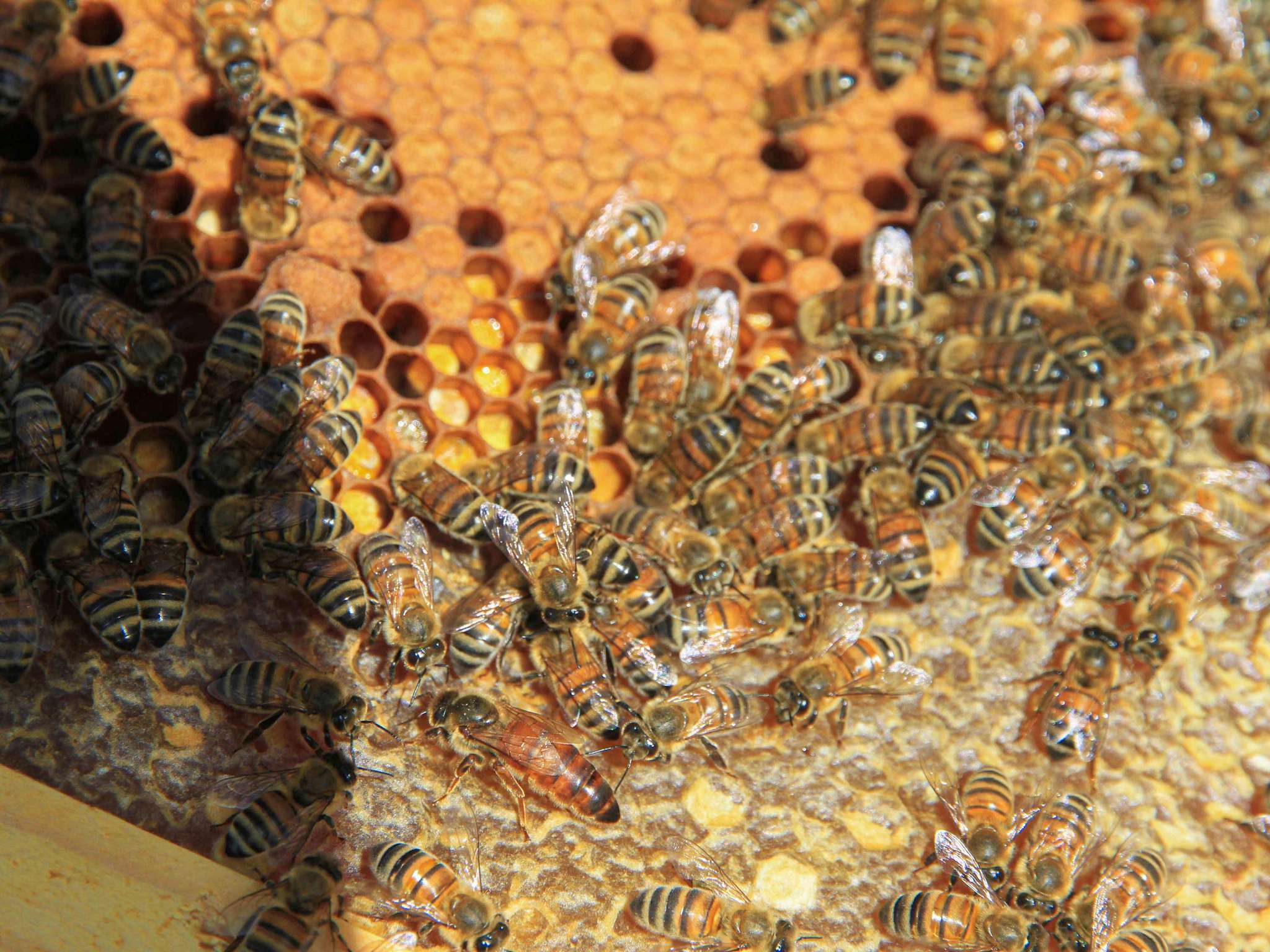 Photo - Mercure Aix-les-Bains Domaine de Marlioz Hôtel & Spa