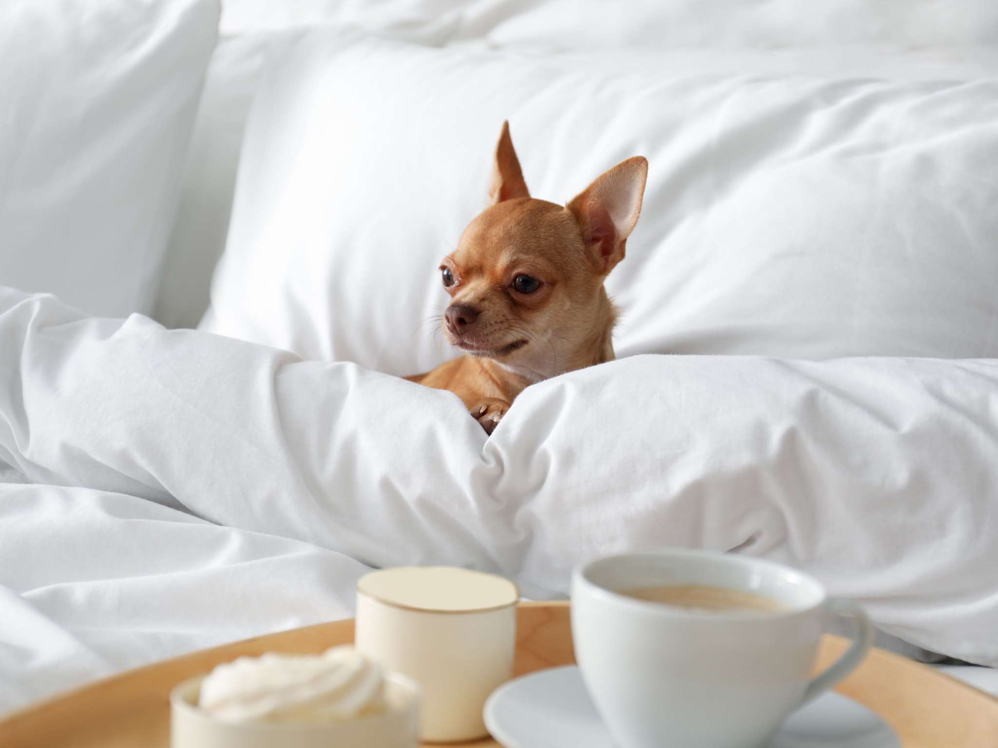 Photo - Mercure Aix-les-Bains Domaine de Marlioz Hôtel & Spa