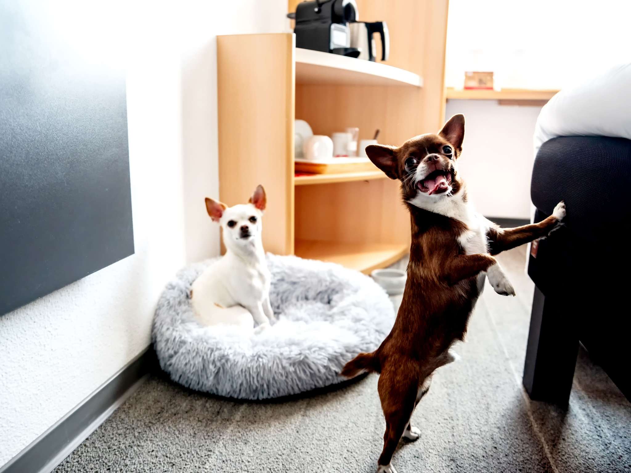 Foto - Ibis Poznan Stare Miasto