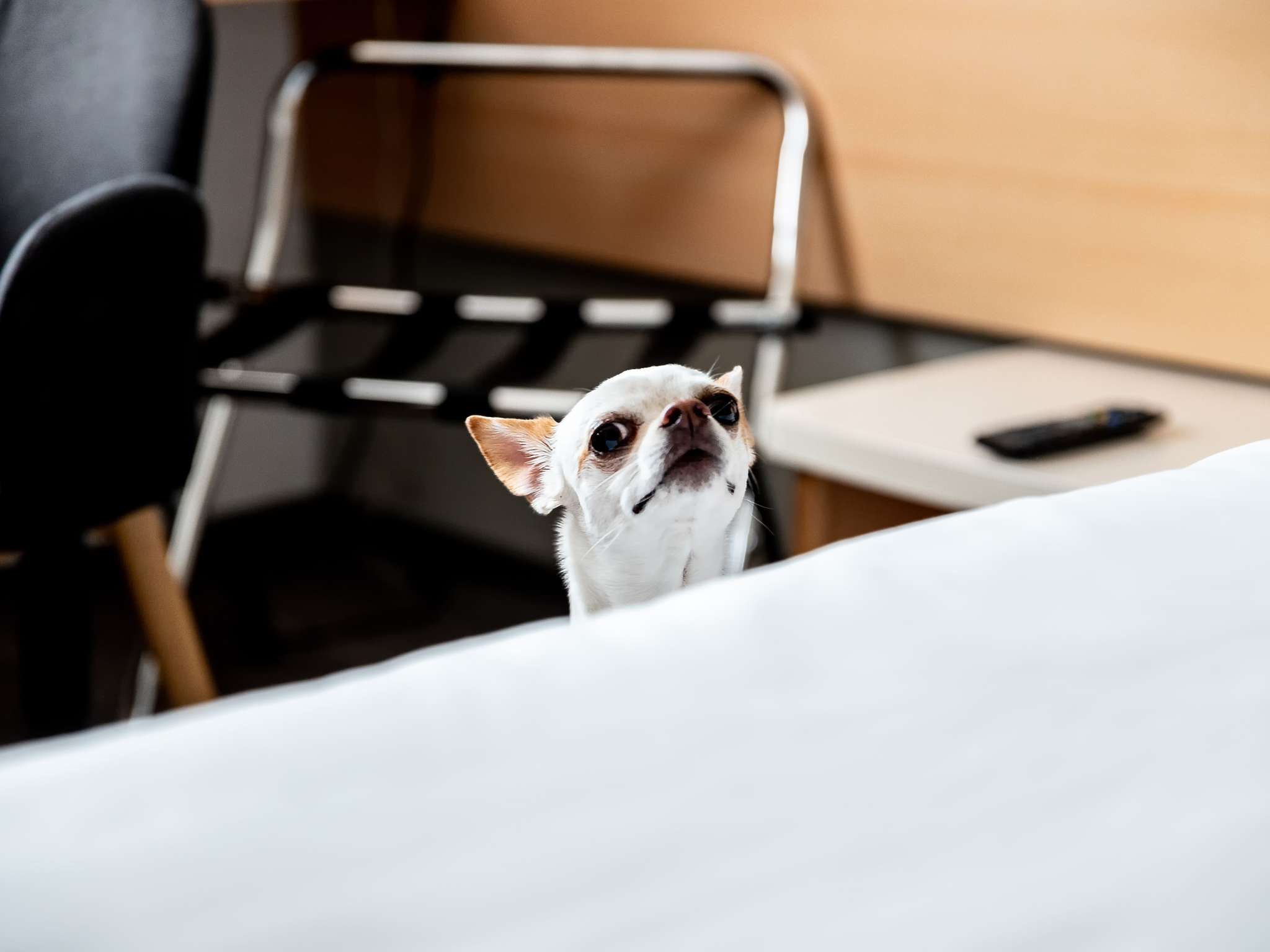 Foto - Ibis Poznan Stare Miasto