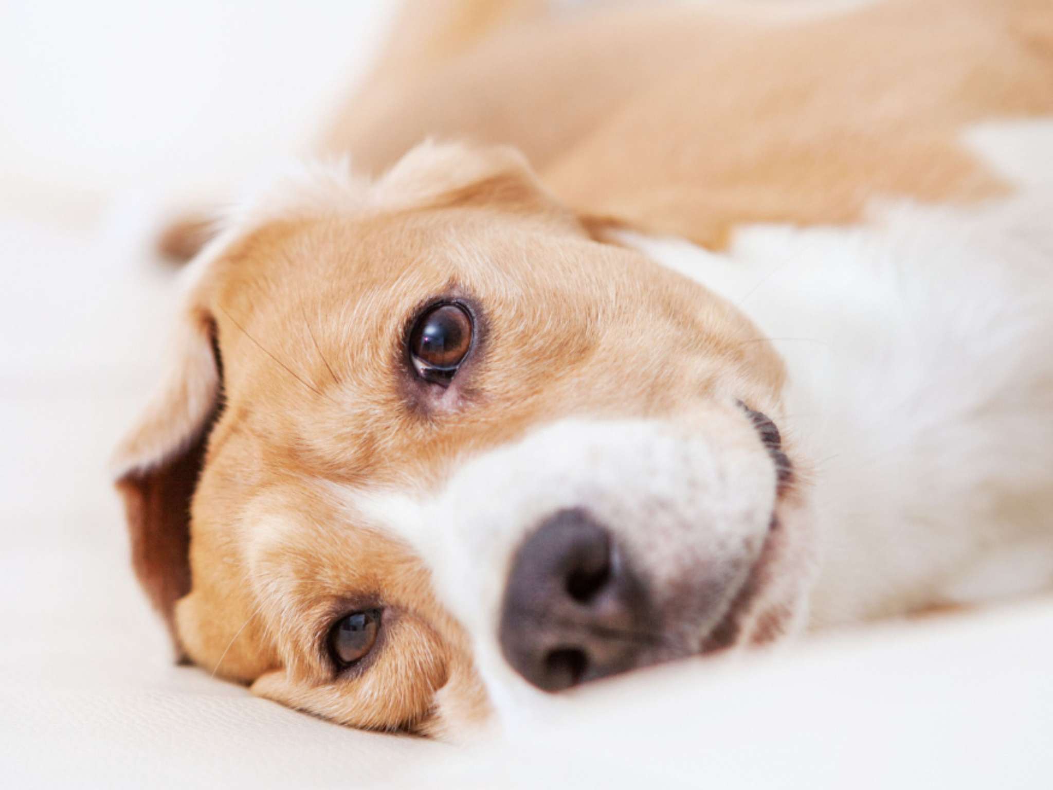 Photo - Sofitel Lafayette Square Washington DC