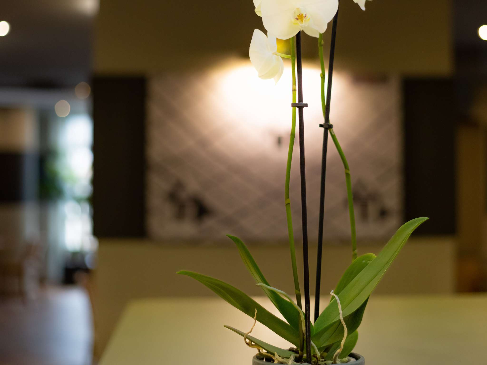 Photo - ibis Besançon Centre la City