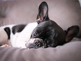 Foto - Sofitel Grand Sopot