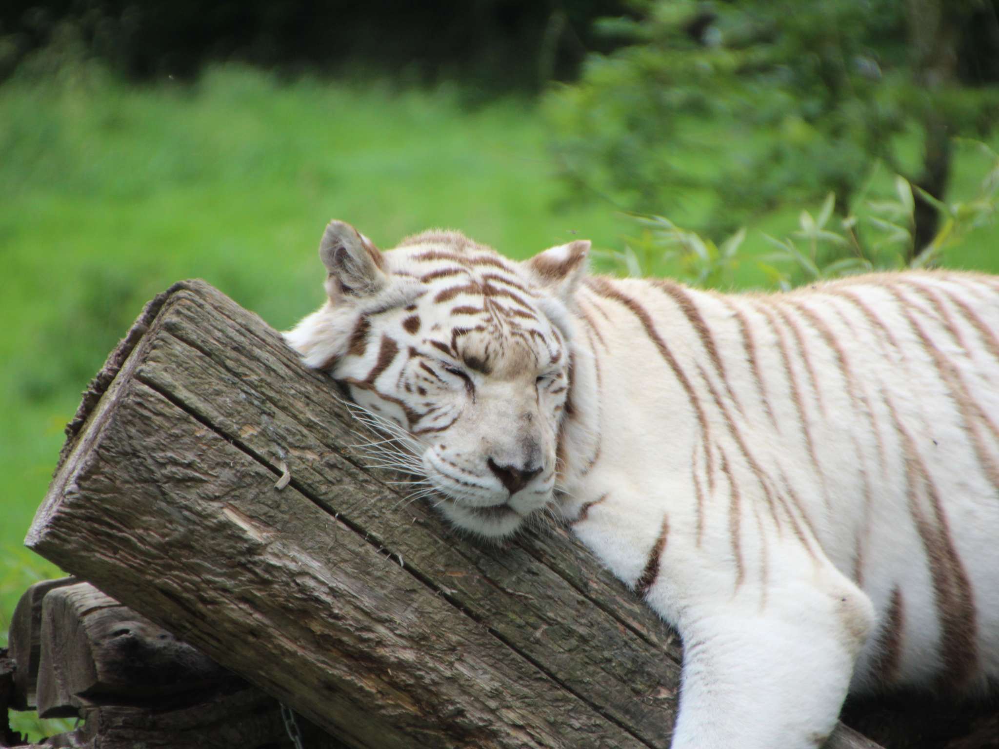 Photo - ibis budget Lisieux