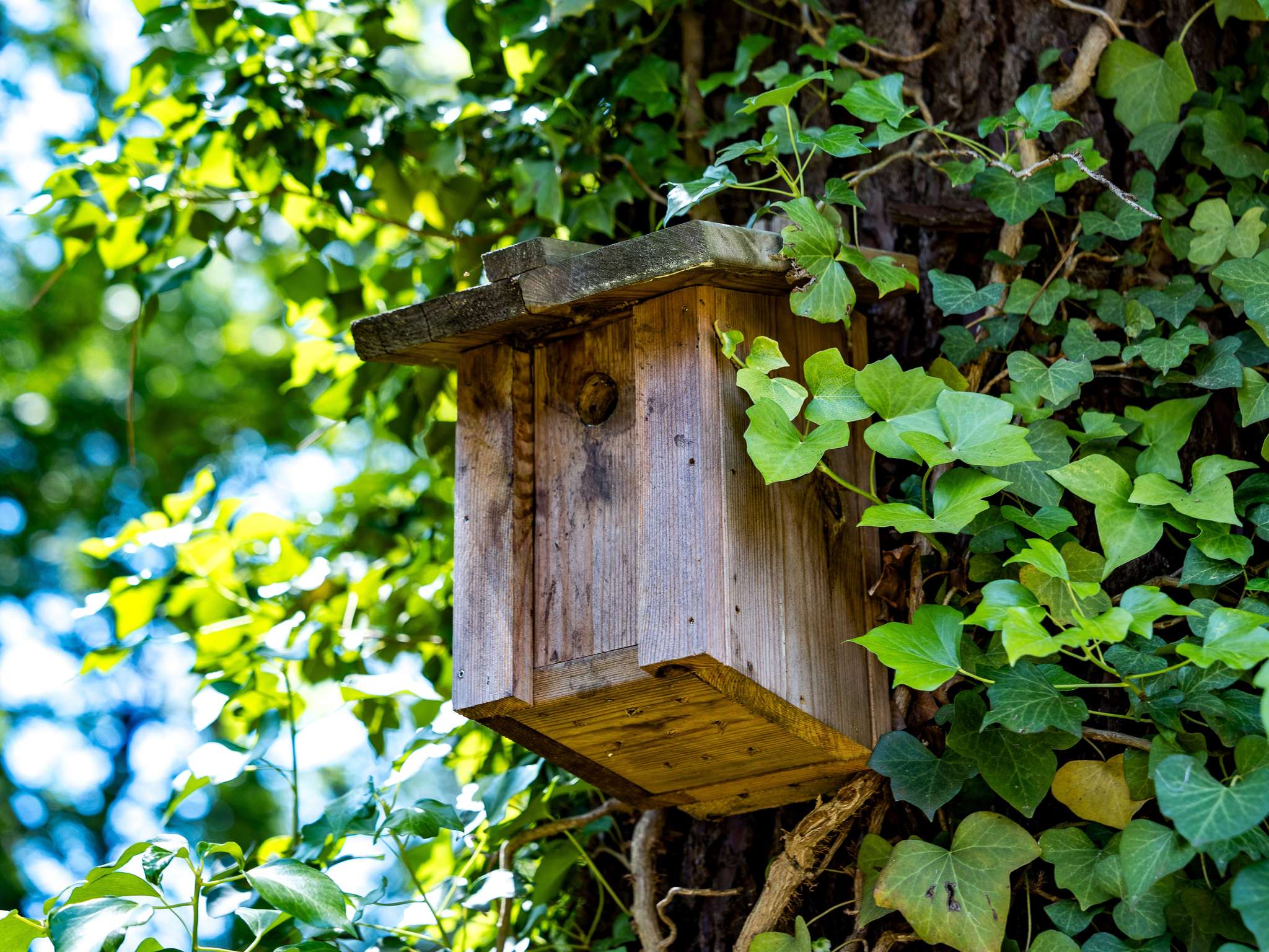 Photo - ibis Arcachon la Teste de Buch