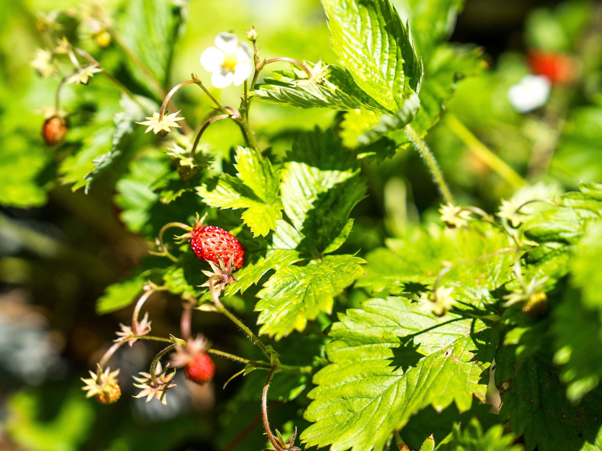 Photo - ibis Arcachon la Teste de Buch