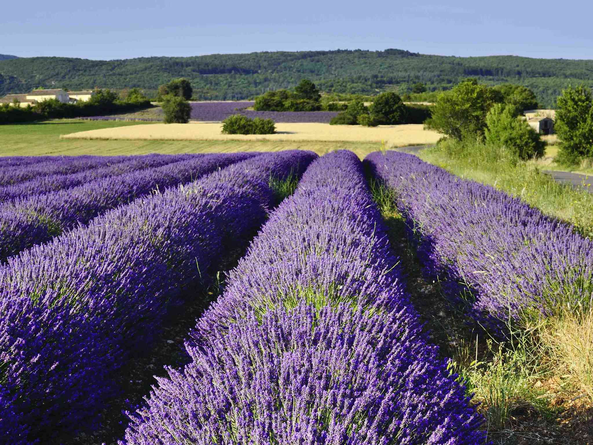 Foto - ibis Orange Sud