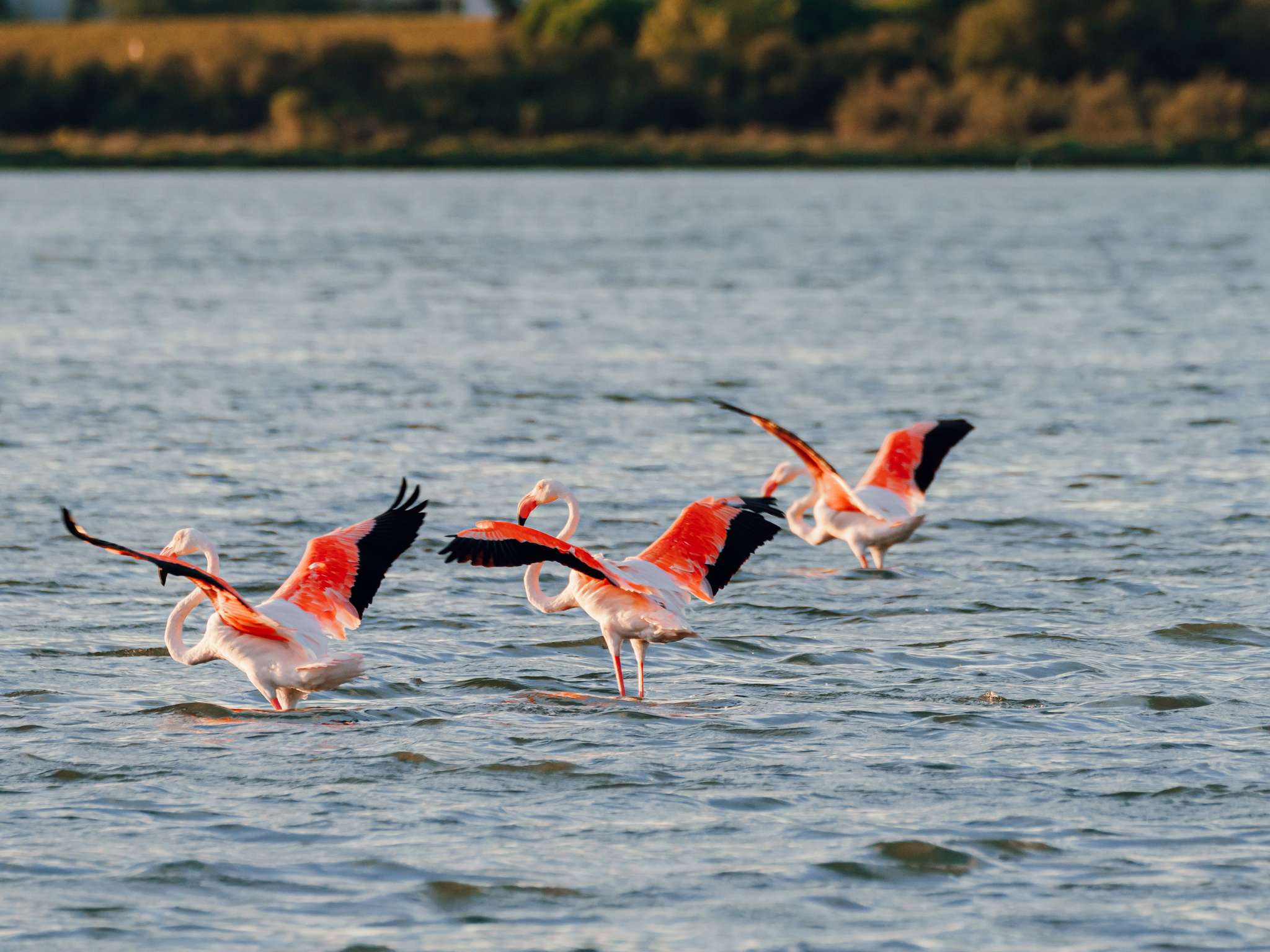 Foto - Hotel Ibis Budget Montpellier Centre Millenaire -