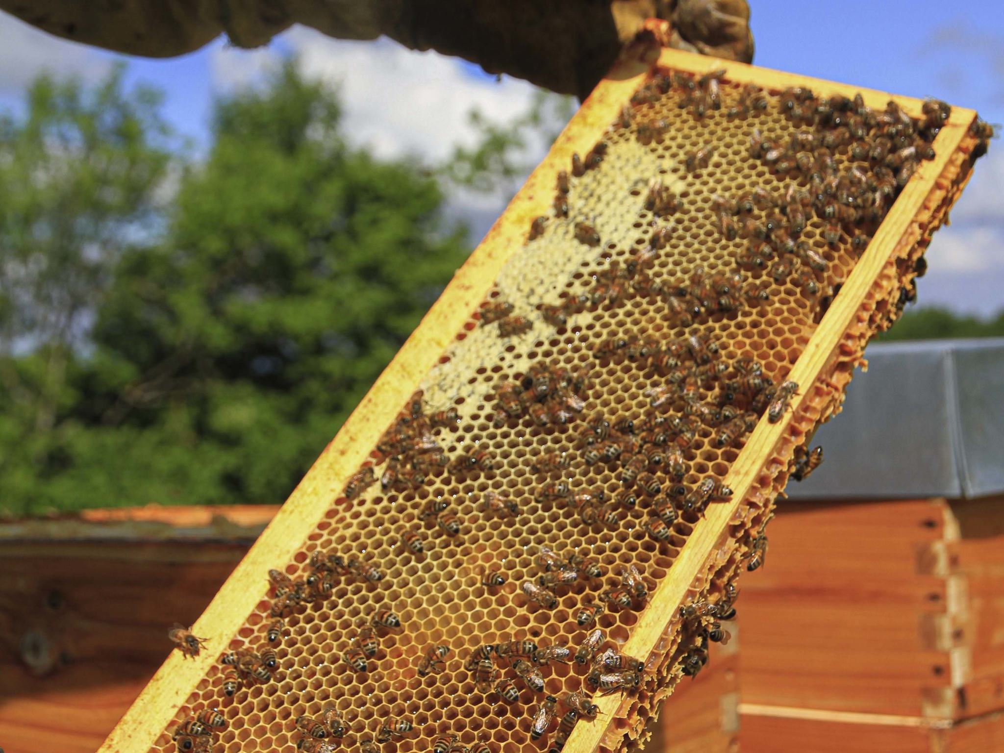 Foto - Ibis Budget Montelimar