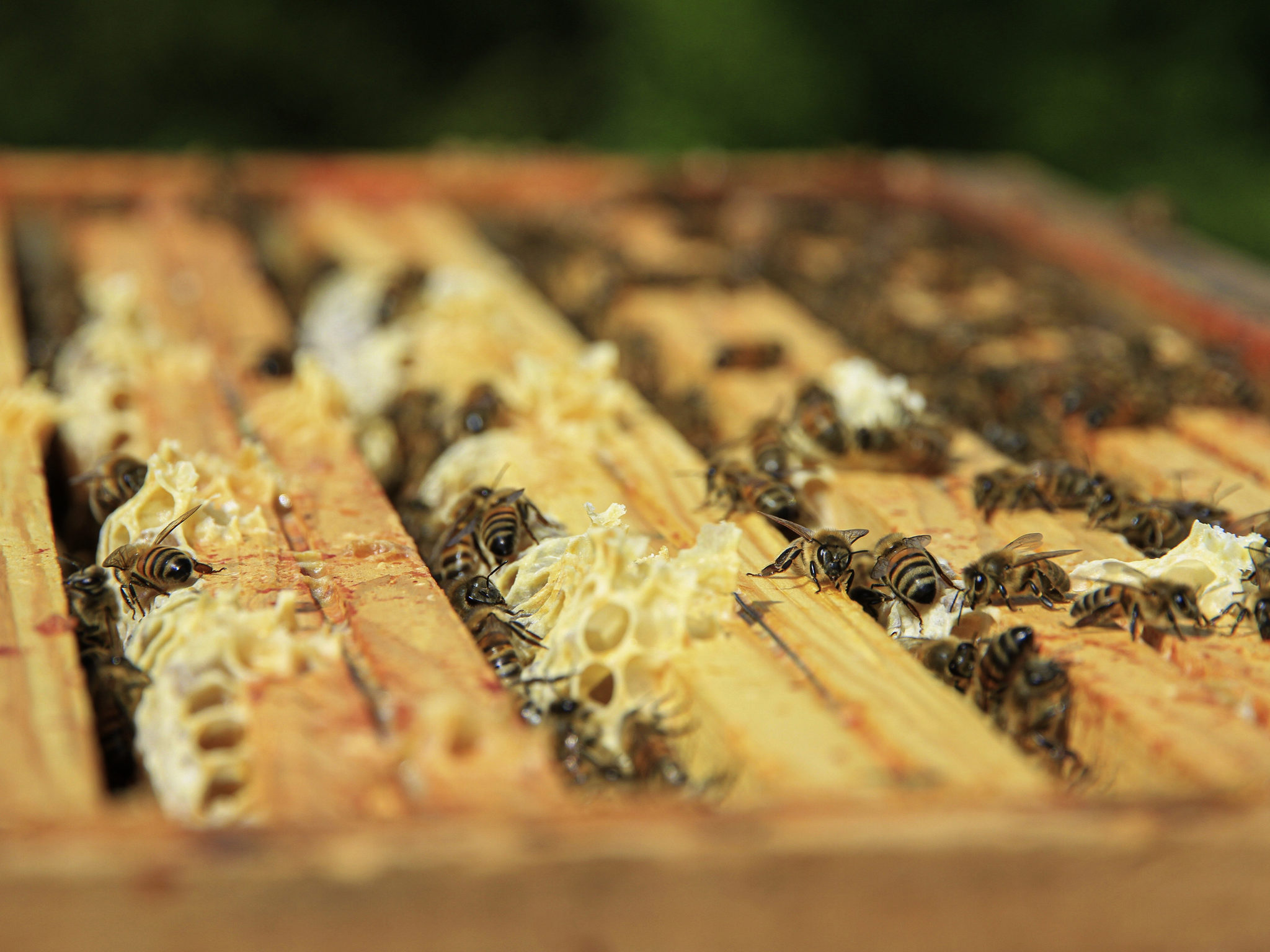 Foto - Ibis Budget Montelimar