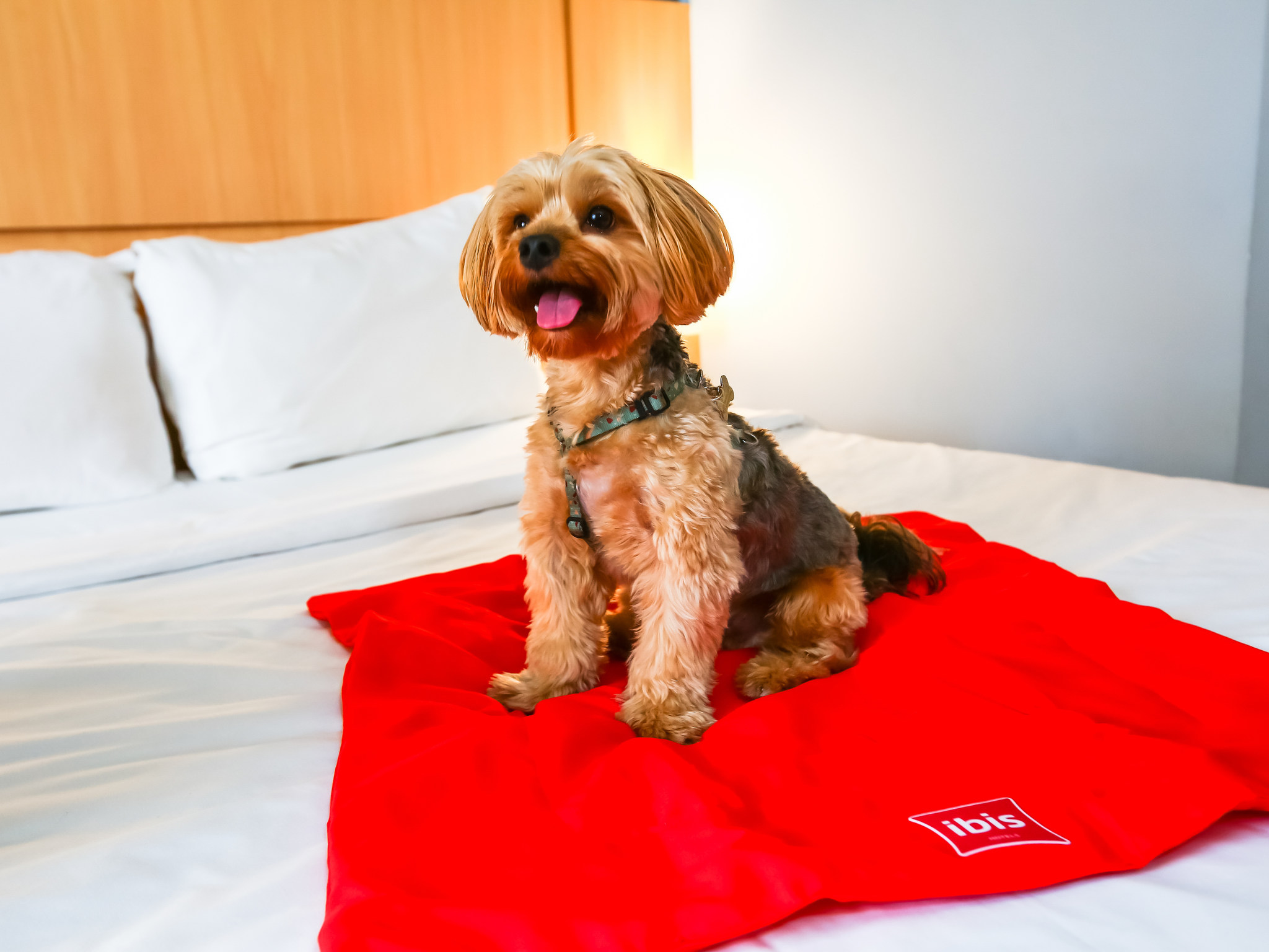 Photo - ibis Vitoria Praia do Canto