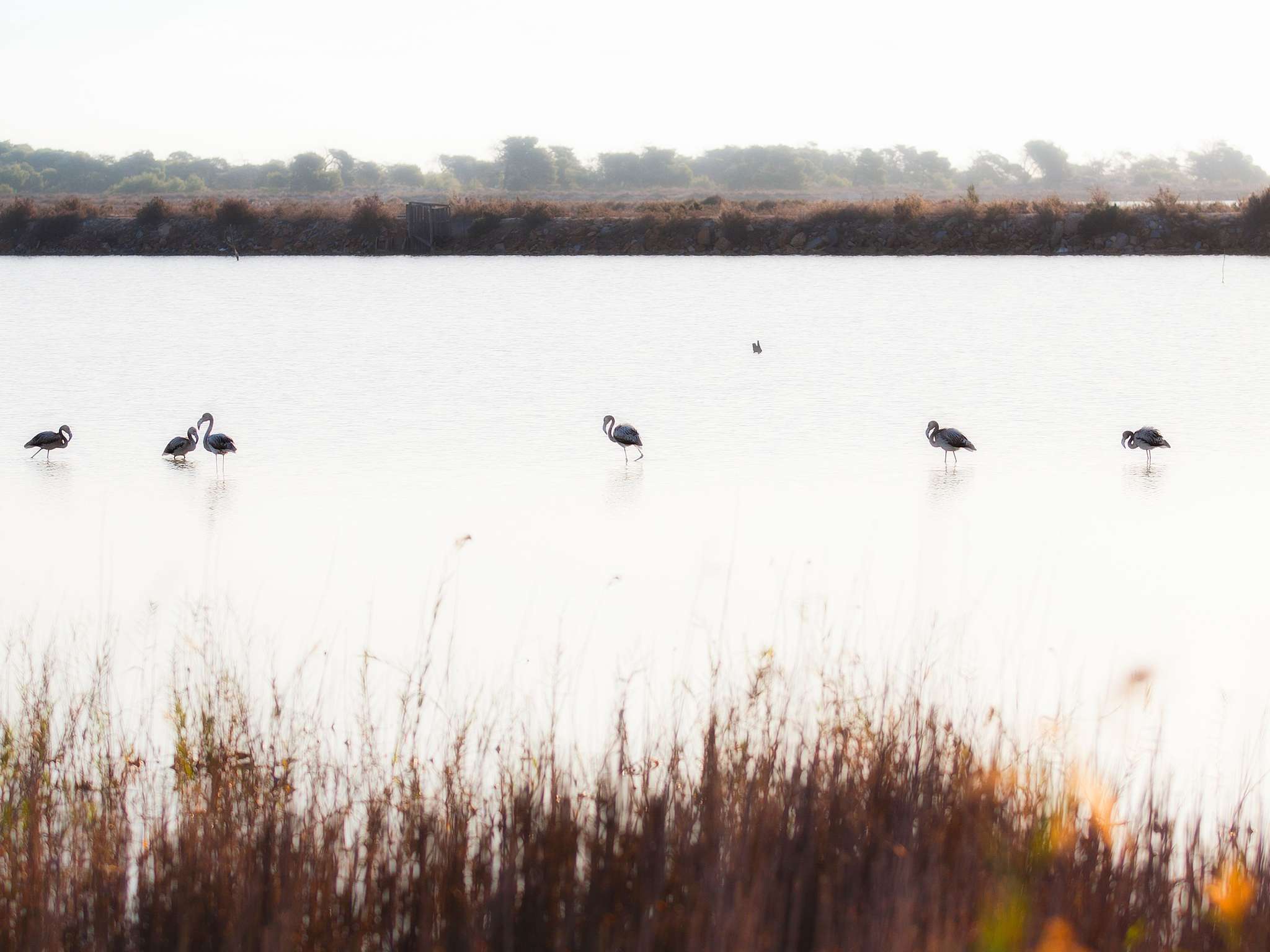 Photo - Ibis Elche