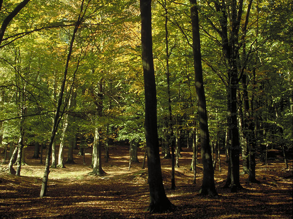 Photo - ibis budget Pontault Combault RN4 Marne La Vallée