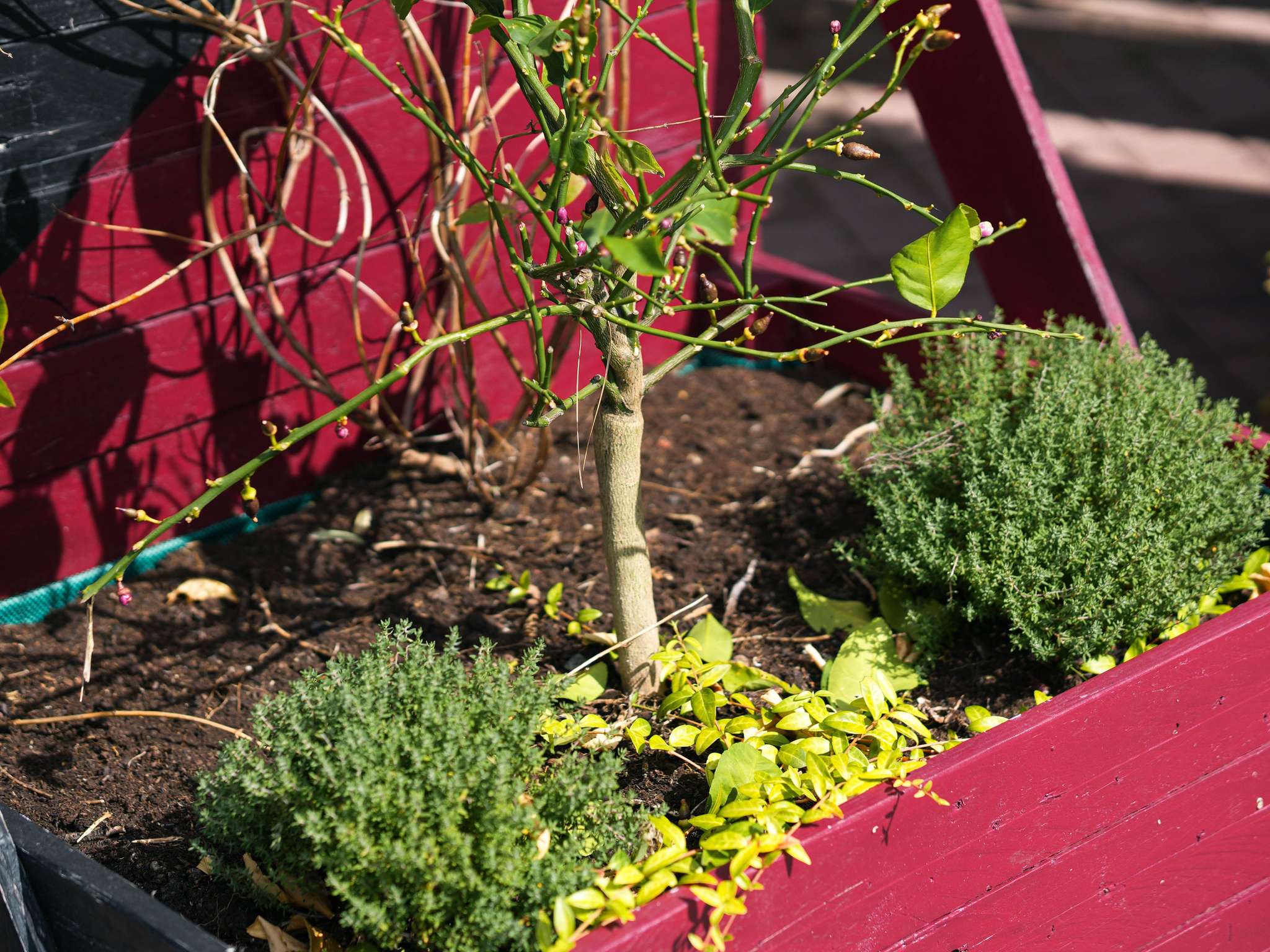 Photo - ibis Caen Porte De Bretagne