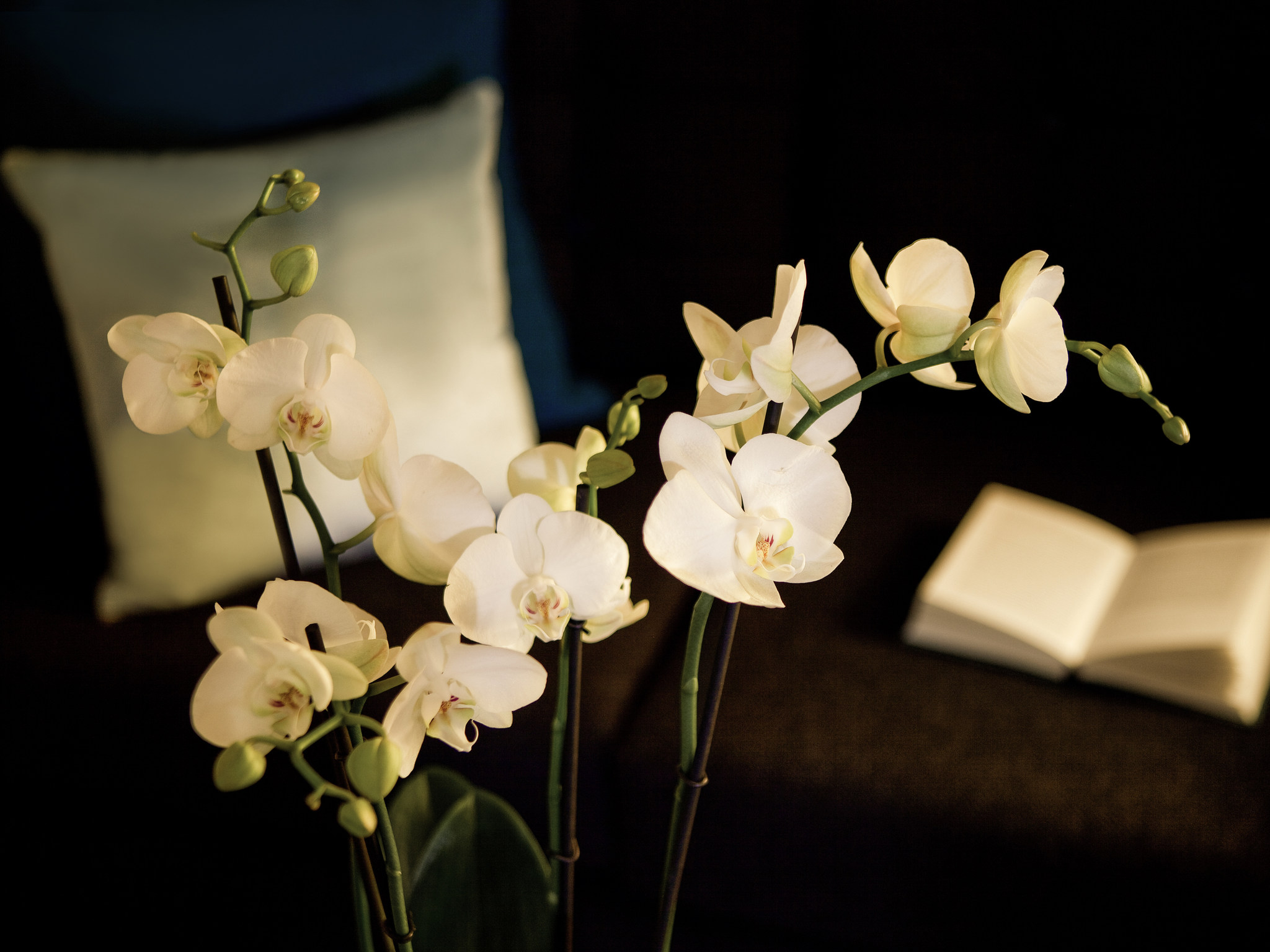 Foto - Pullman London St Pancras