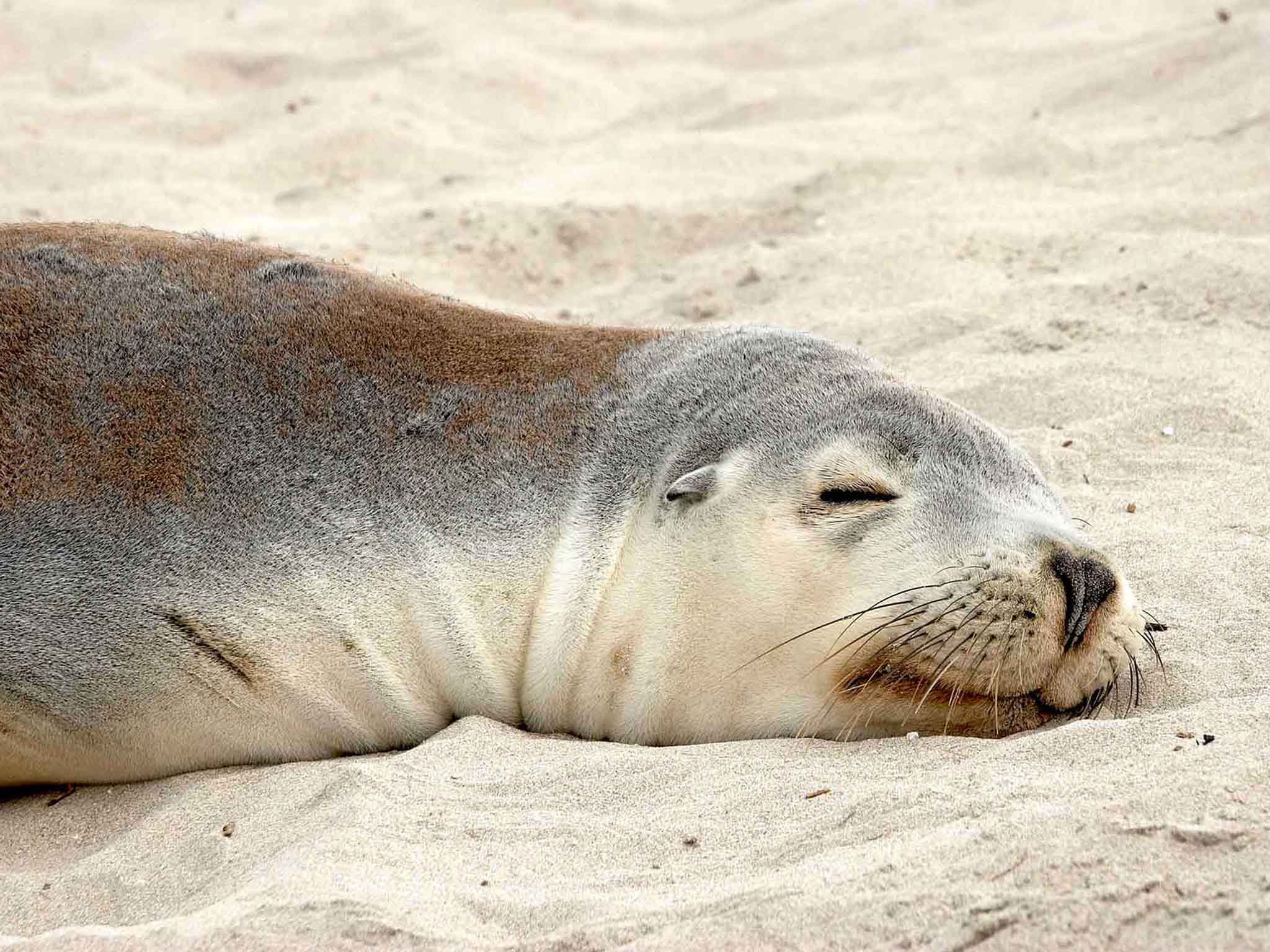 Photo - Grosvenor Hotel Adelaide by Accor