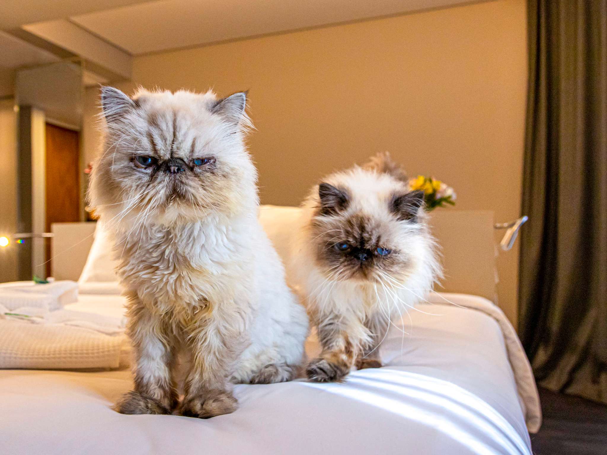 Photo - Mercure Florianópolis