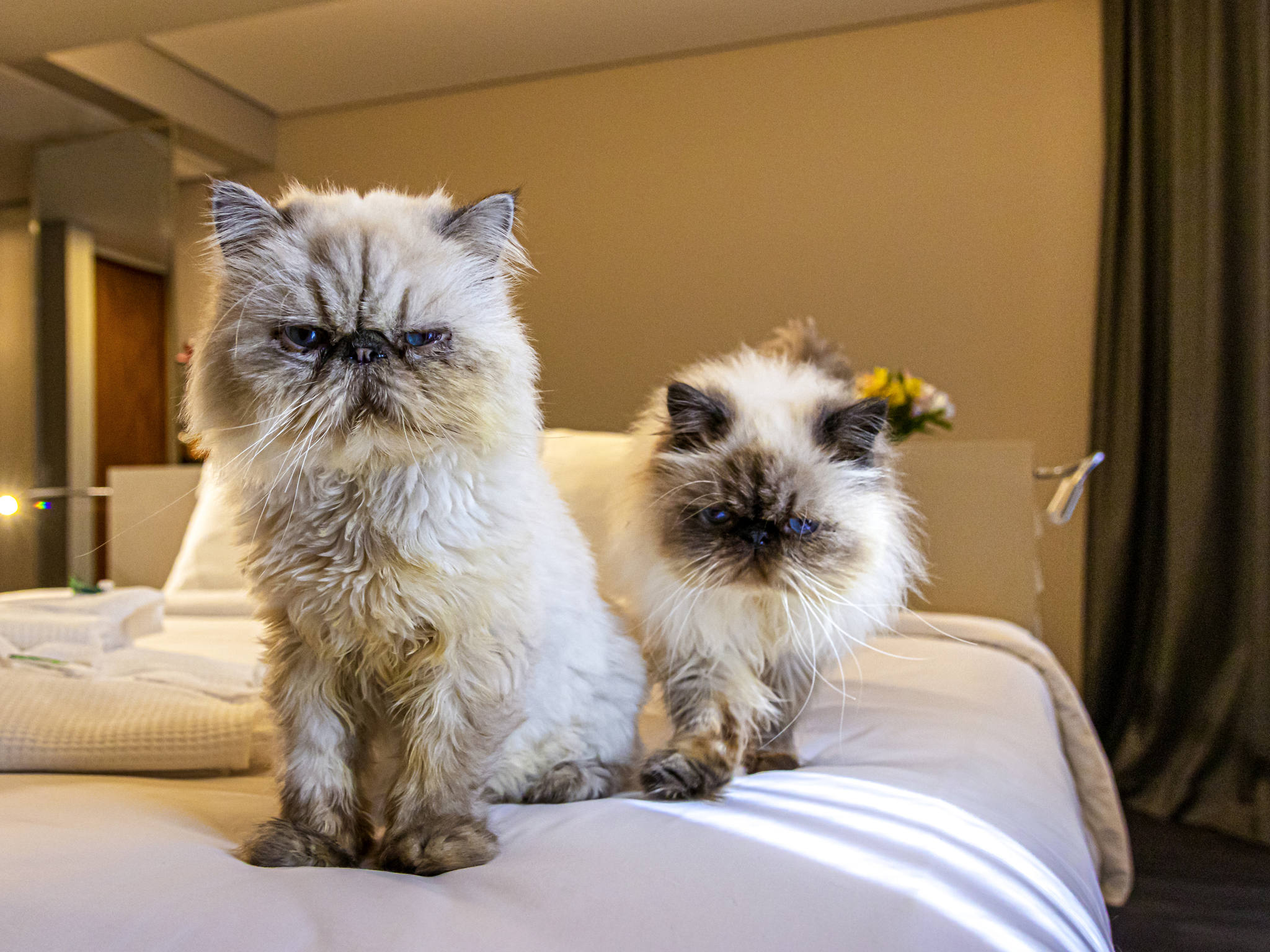 Photo - Mercure Florianópolis