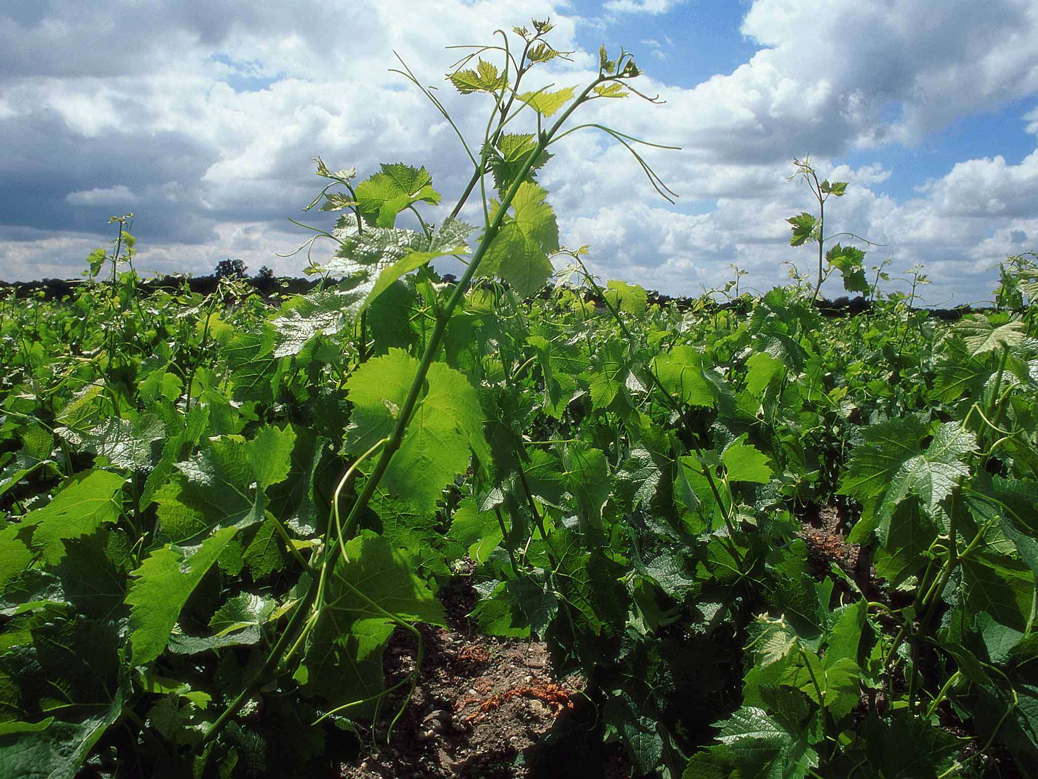 Foto - ibis Bordeaux Centre Bastide