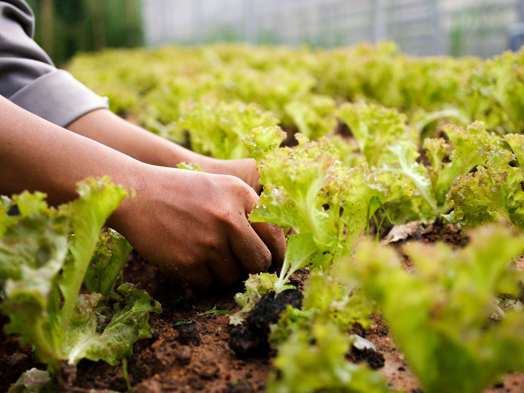 Foto - La Veranda Resort Phu Quoc - MGallery