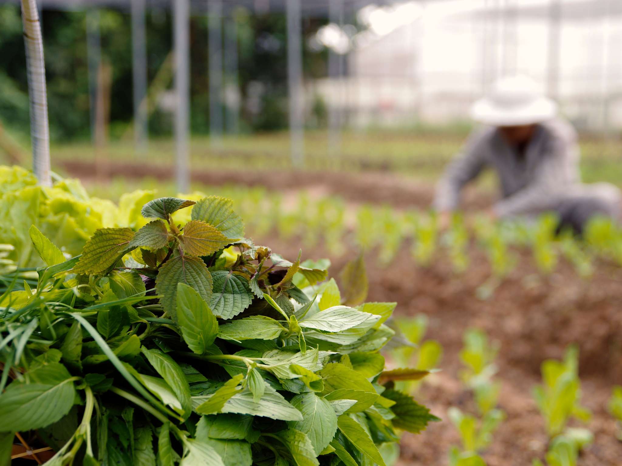 Foto - La Veranda Resort Phu Quoc - MGallery