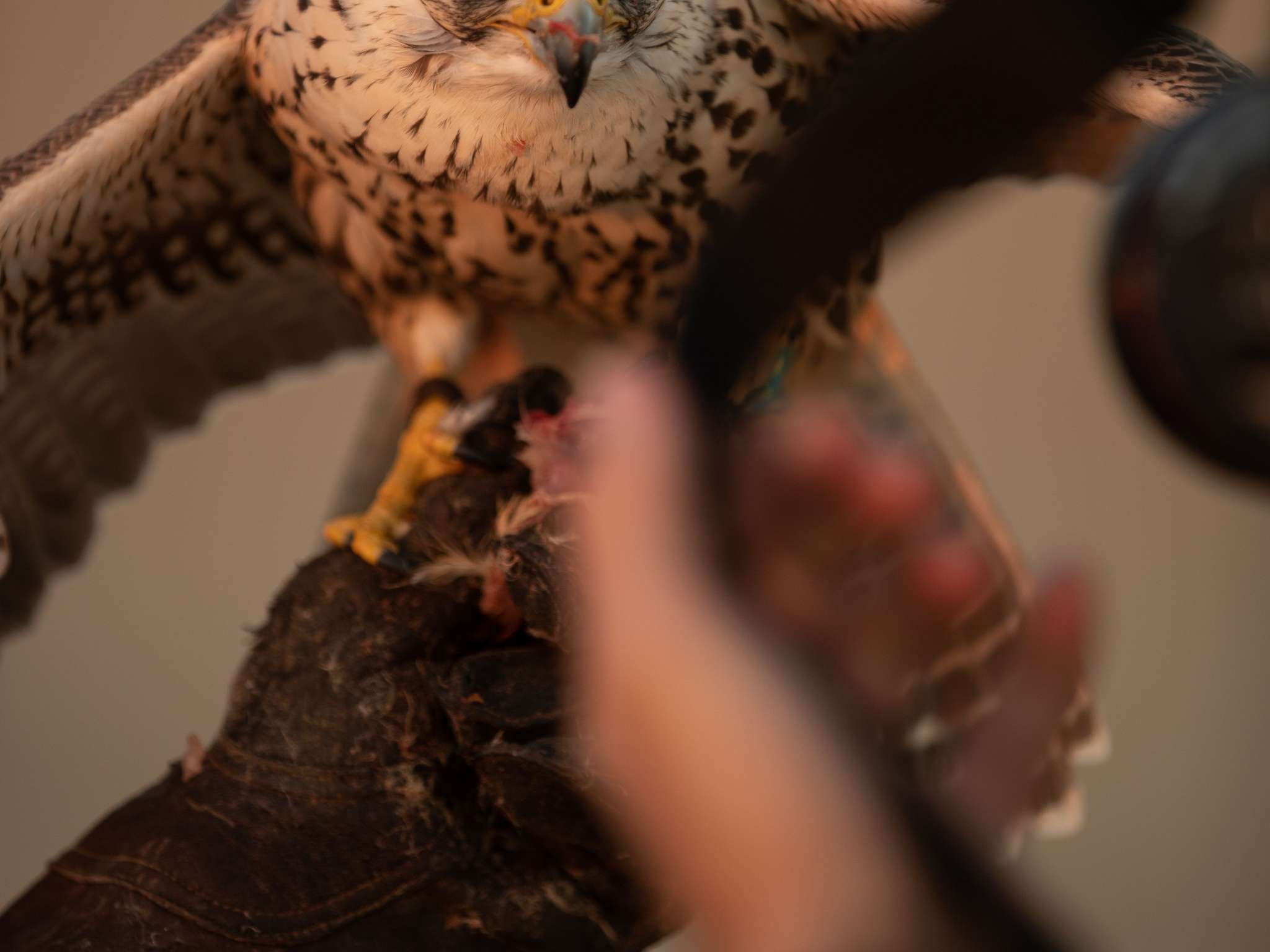 Foto - Sofitel Dubai The Palm Resort & Spa