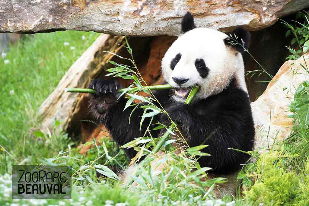 Foto - ibis budget Amboise