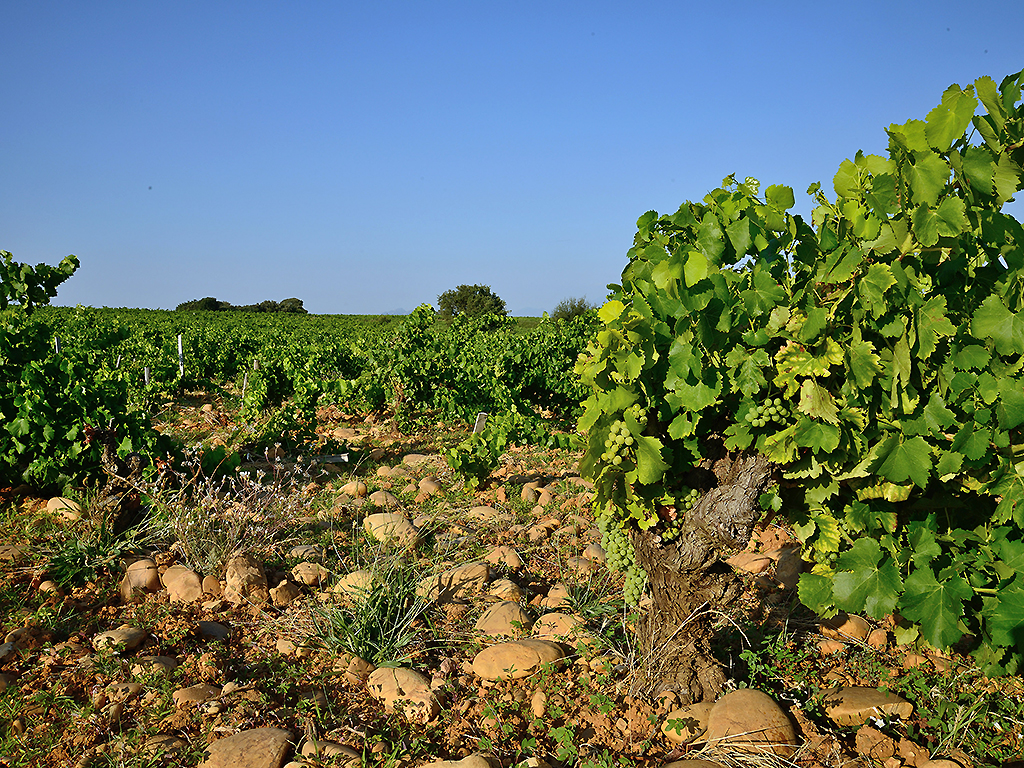 Foto - ibis budget Orange Centre