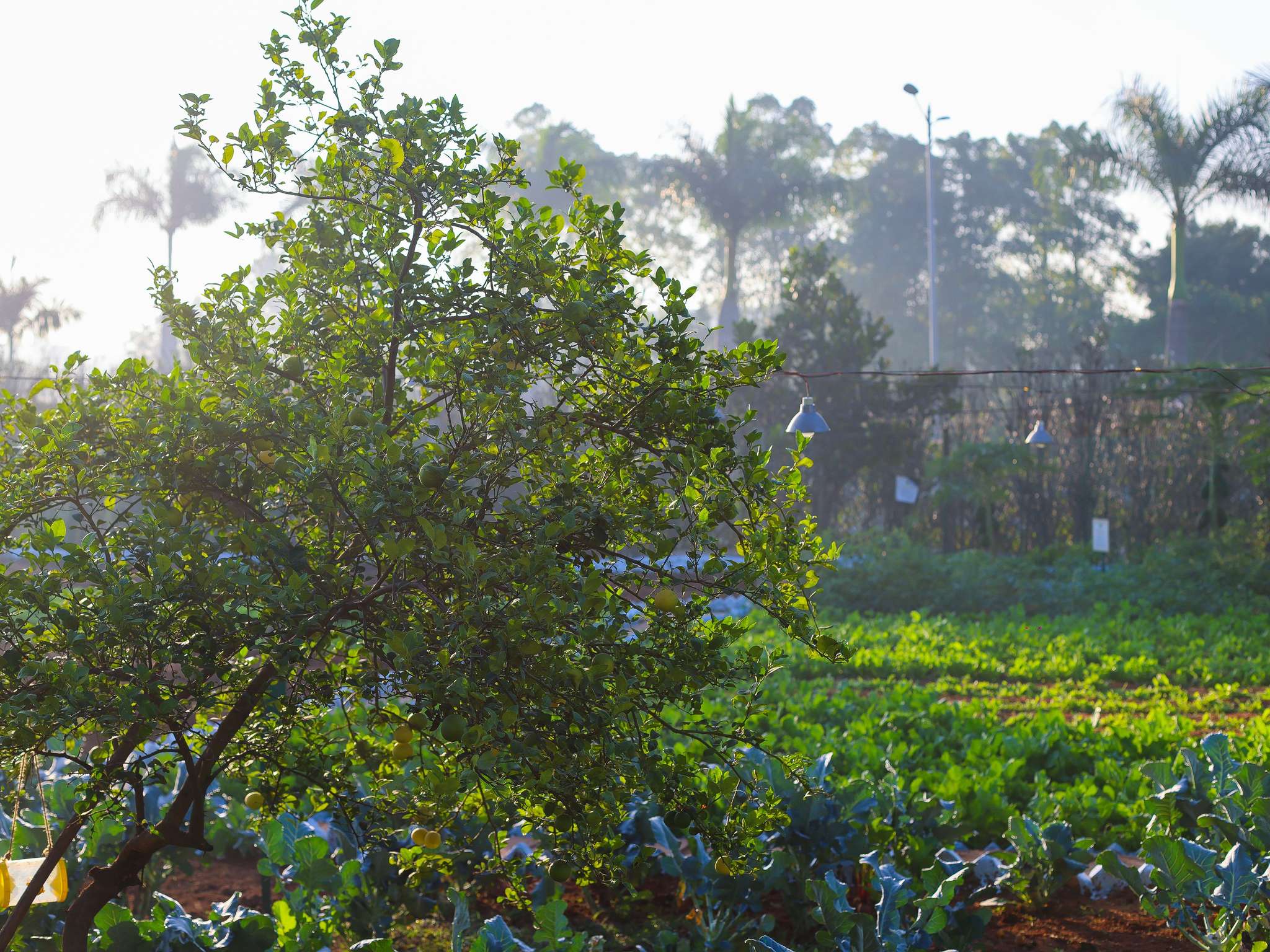 Photo - Novotel Hyderabad Airport