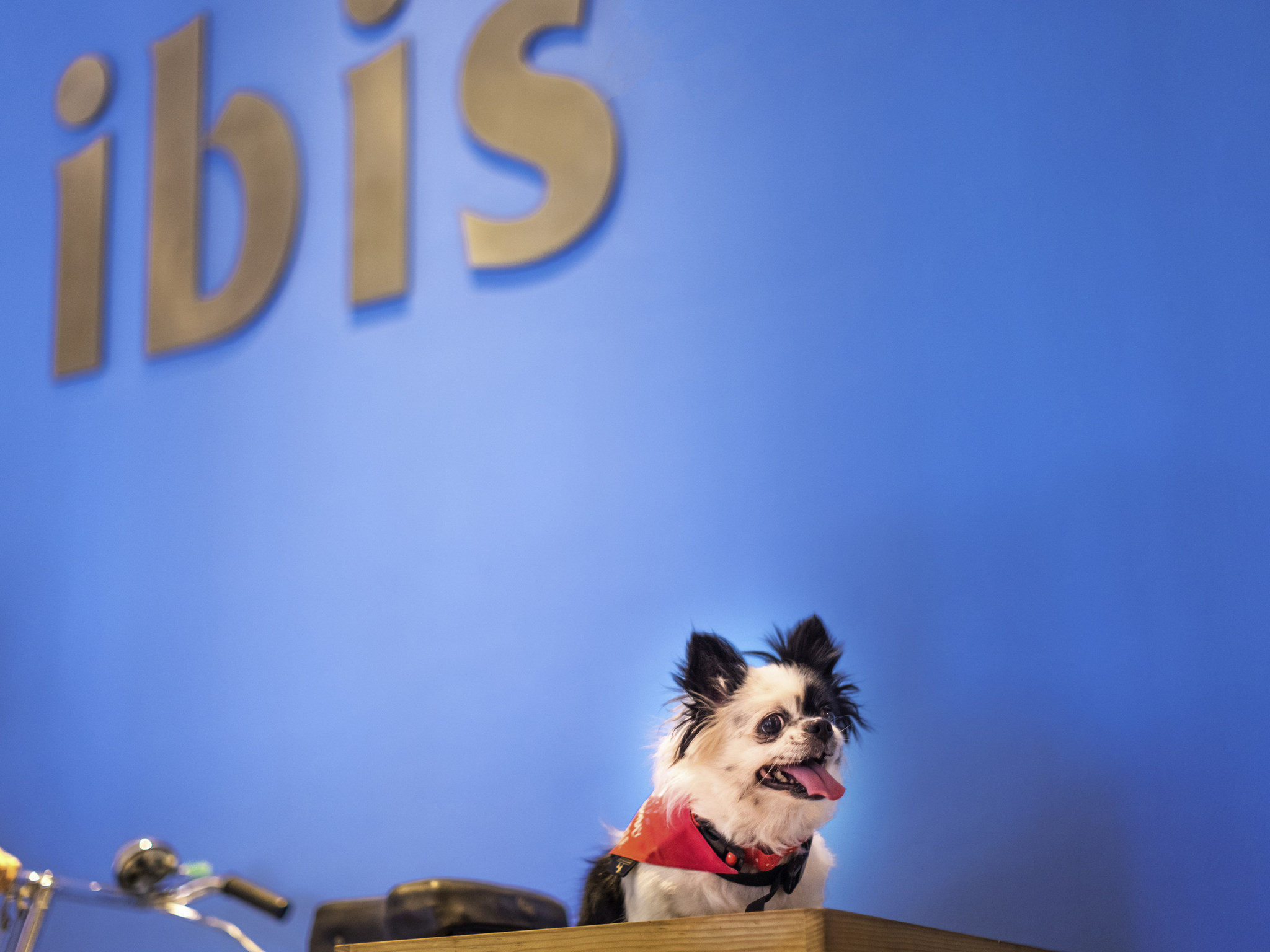 Foto - Ibis Chennai OMR - An Accor Brand