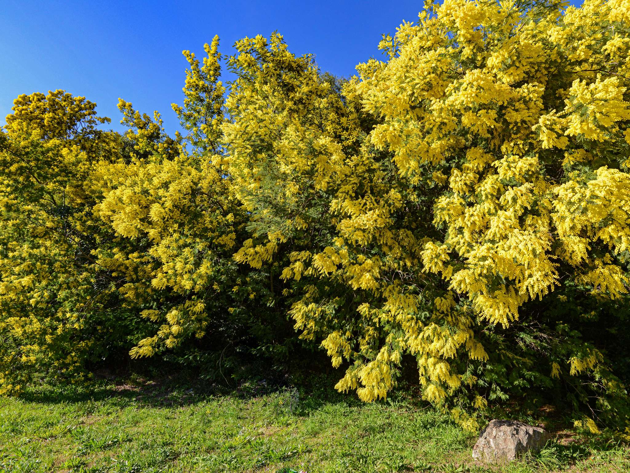 Foto - Mercure Thalasso & Spa Port Fréjus