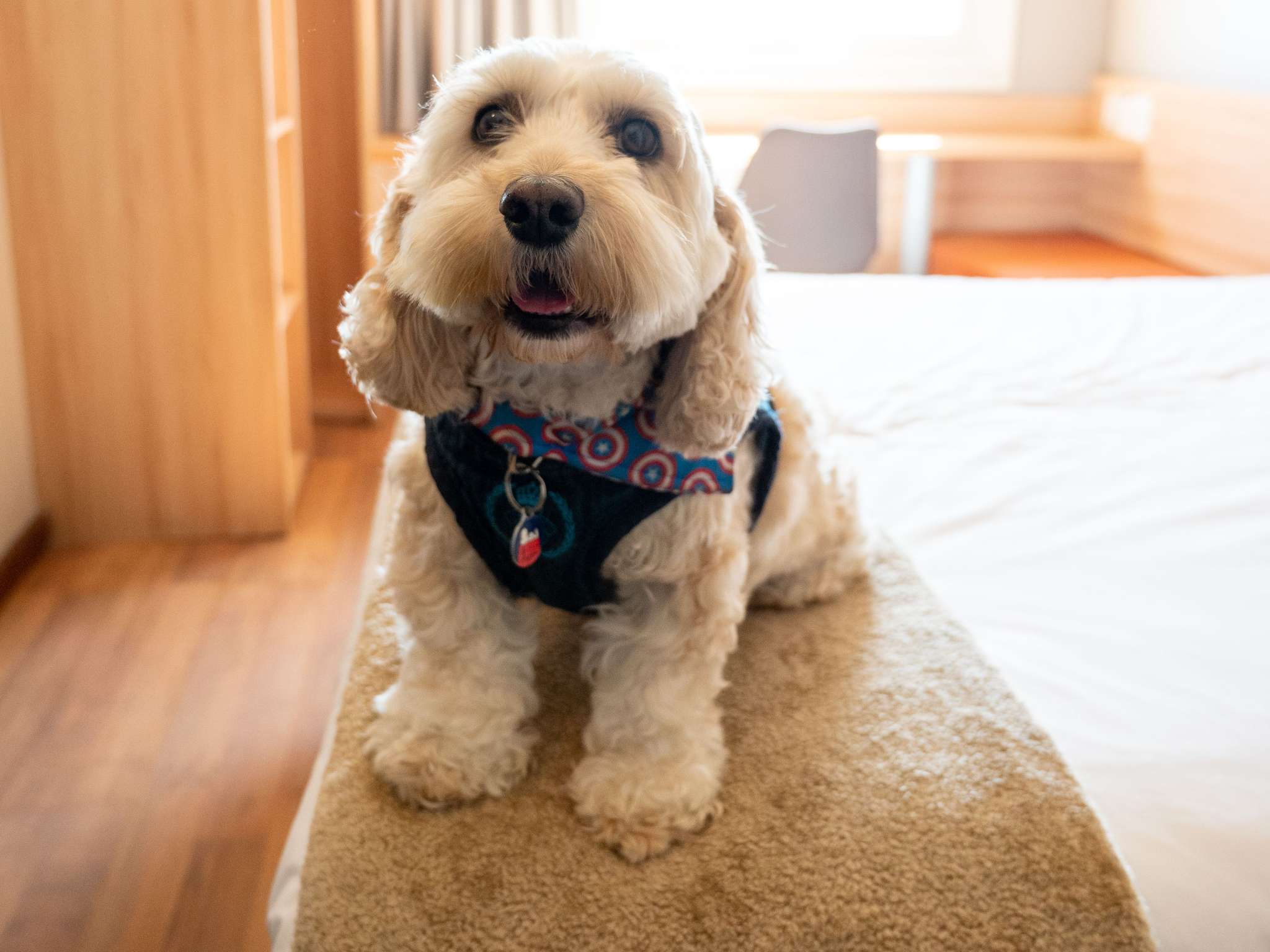 Foto - ibis Concepcion