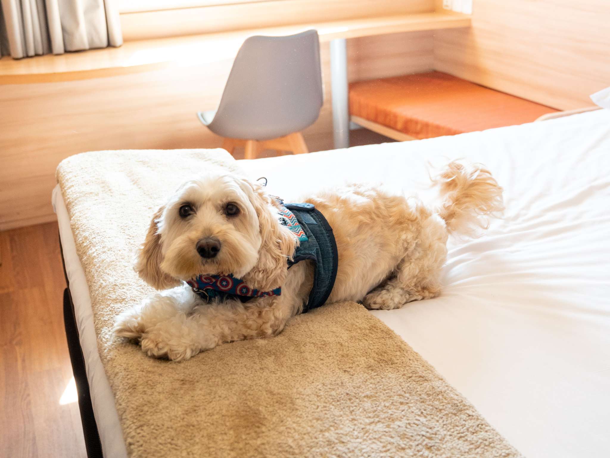 Foto - ibis Concepcion