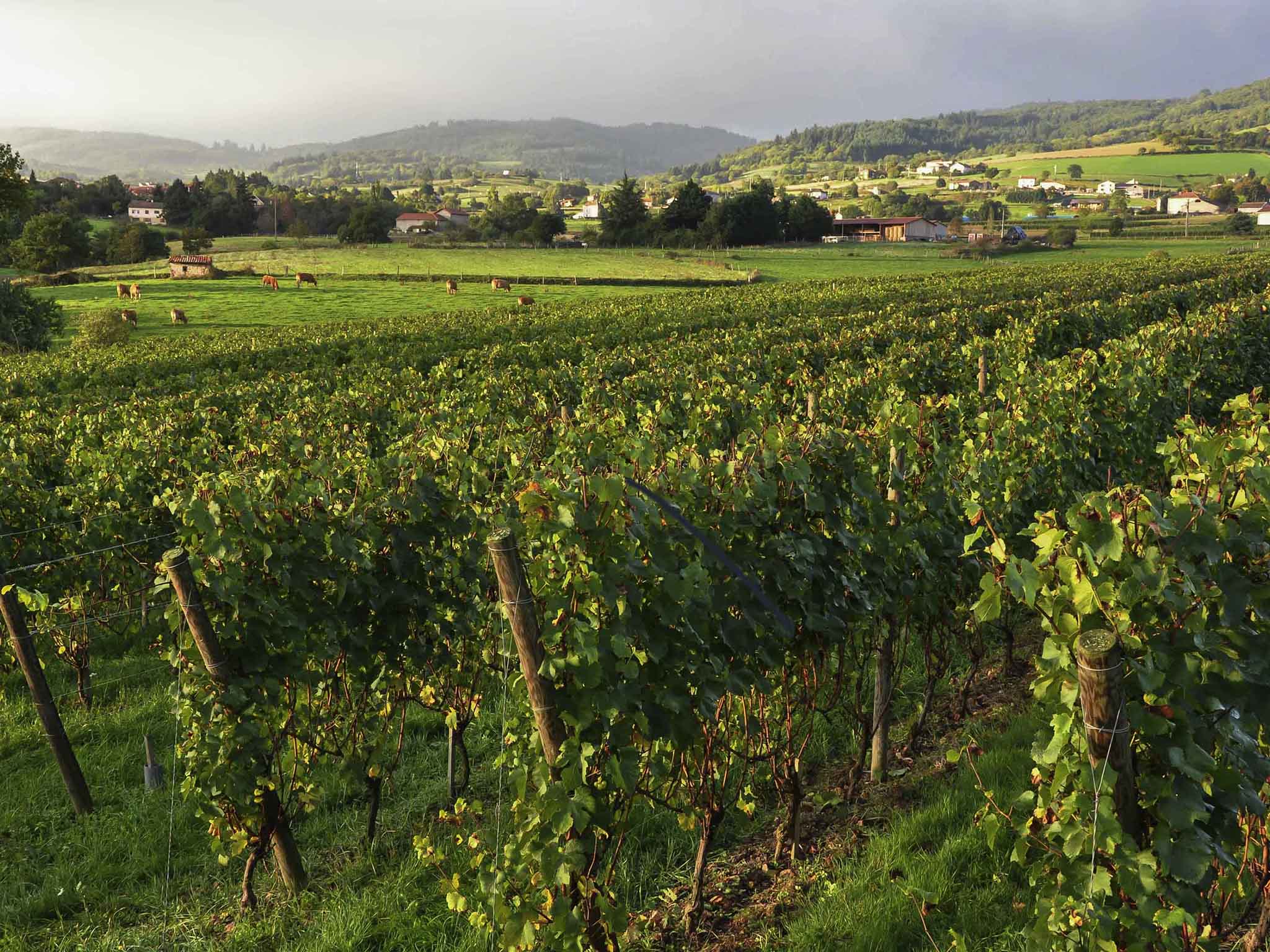 Foto - Hôtel Mercure Rodez Cathédrale