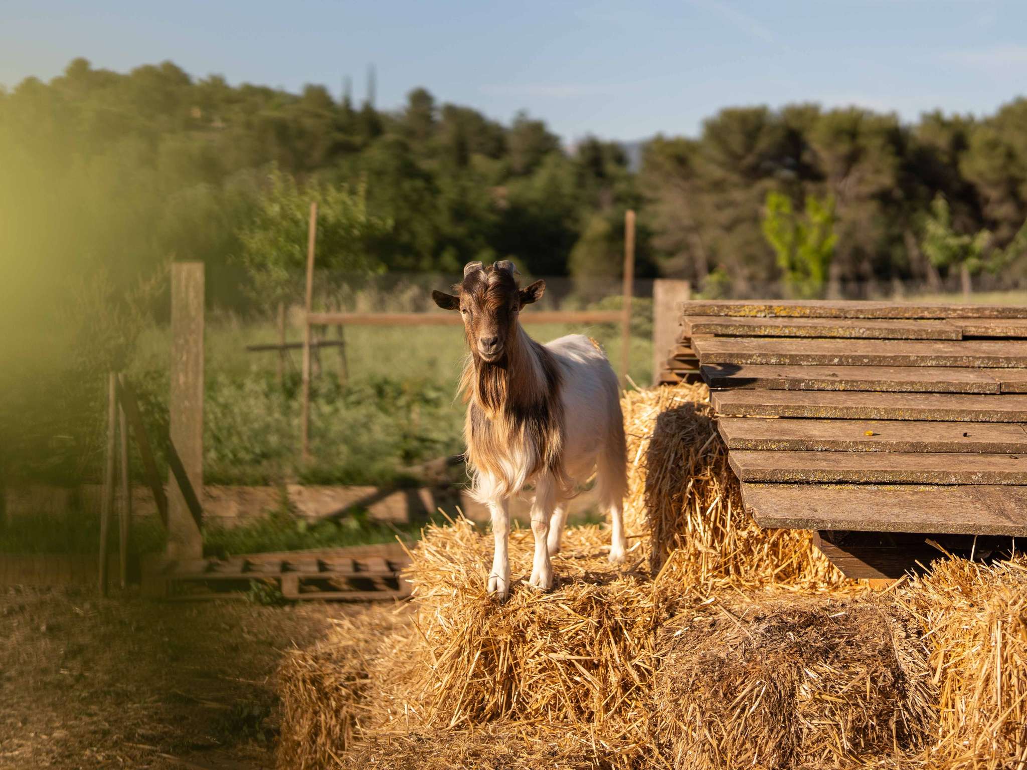 Photo - Mercure Aix-En-Provence Sainte-Victoire