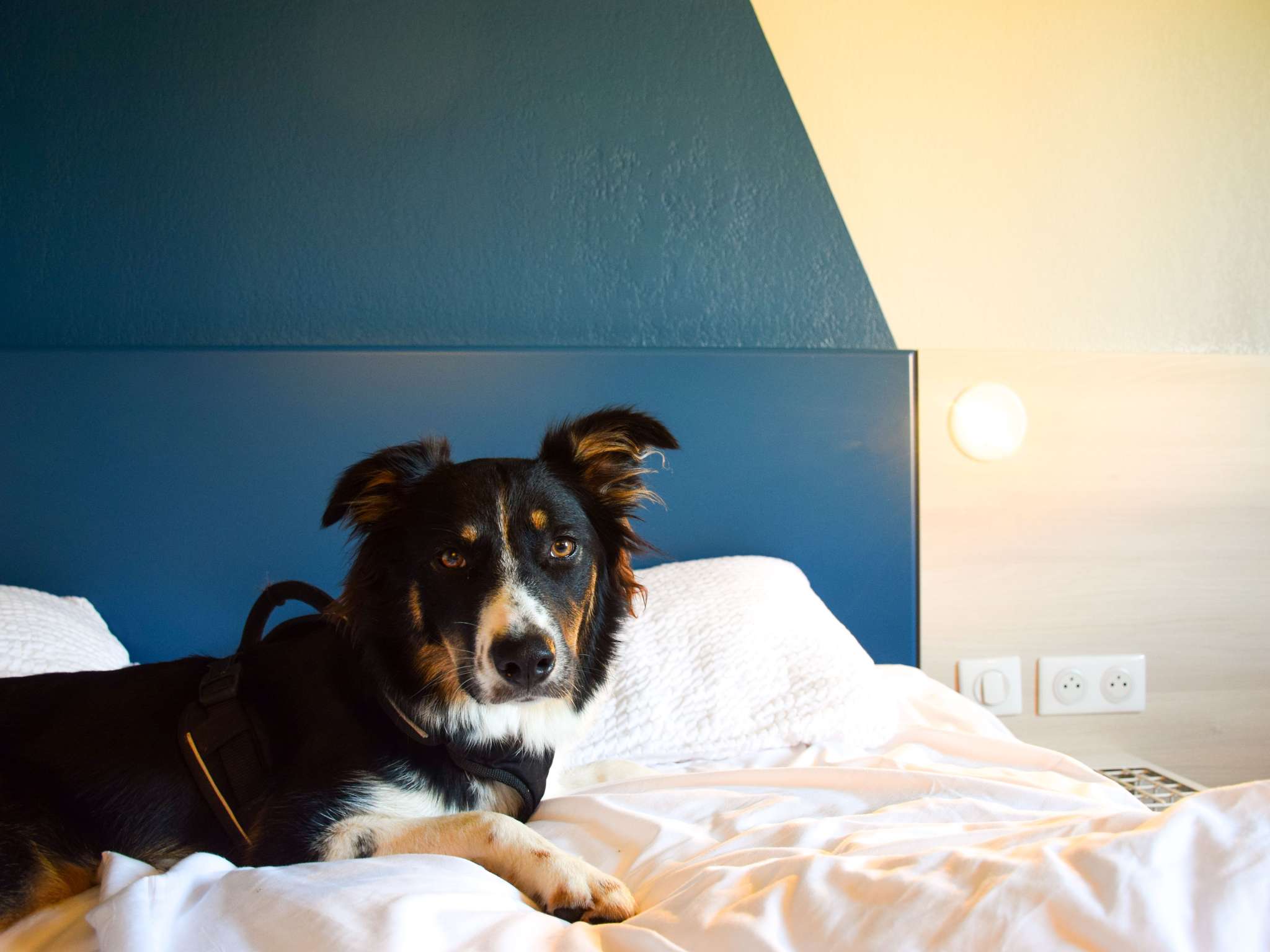 Foto - ibis budget Rodez