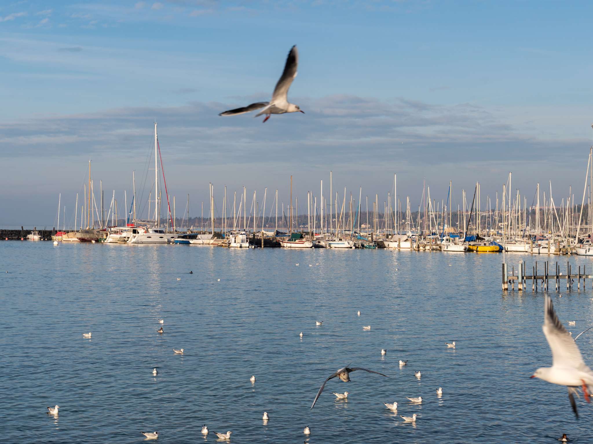 Photo - ibis budget Genève Petit-Lancy