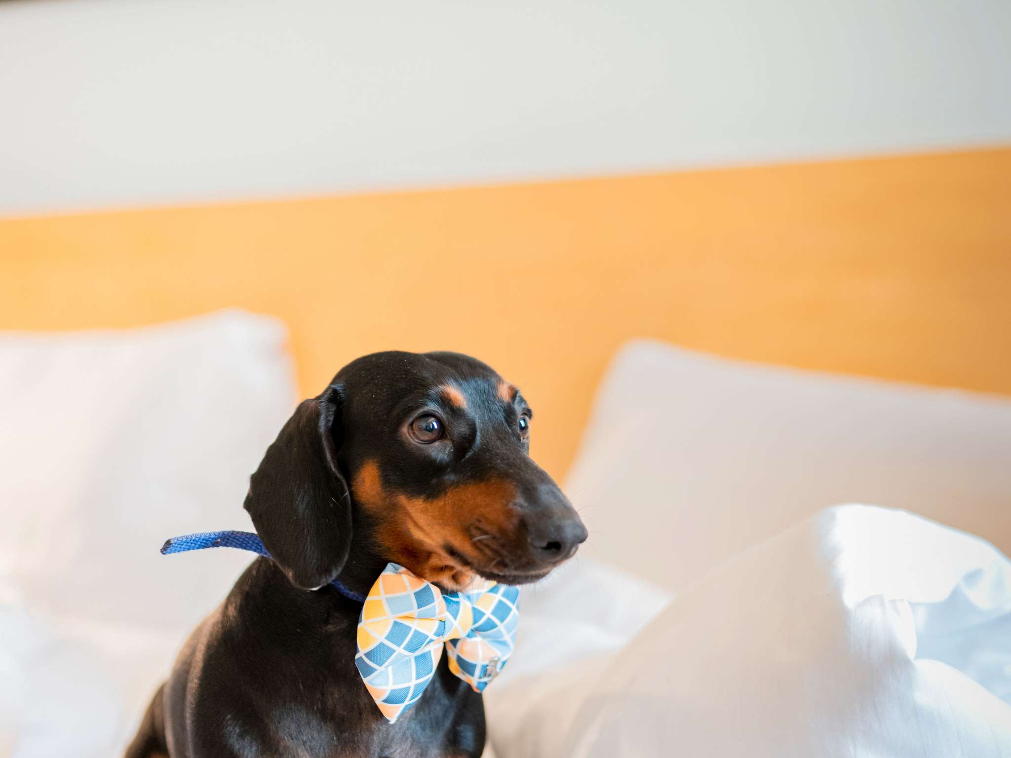 Foto - Ibis Saint-Genis-Pouilly Genève