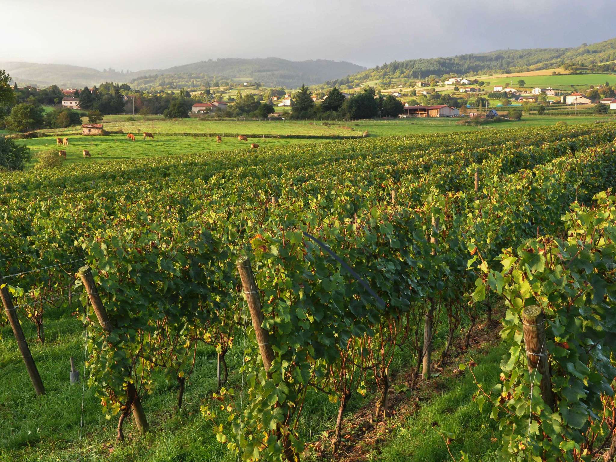 Foto - Ibis Budget Roanne Hôtel