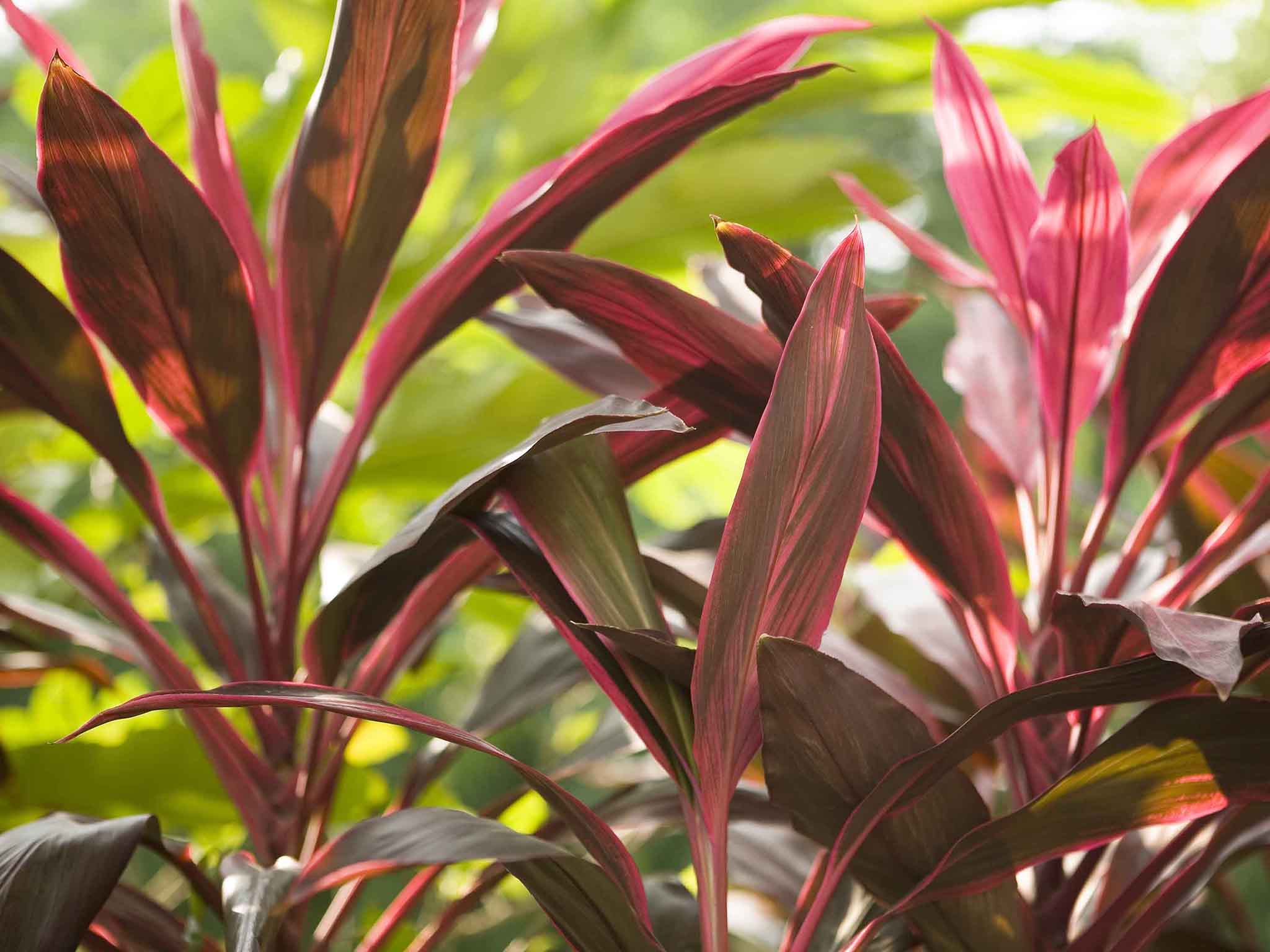 Photo - Novotel Bangkok IMPACT