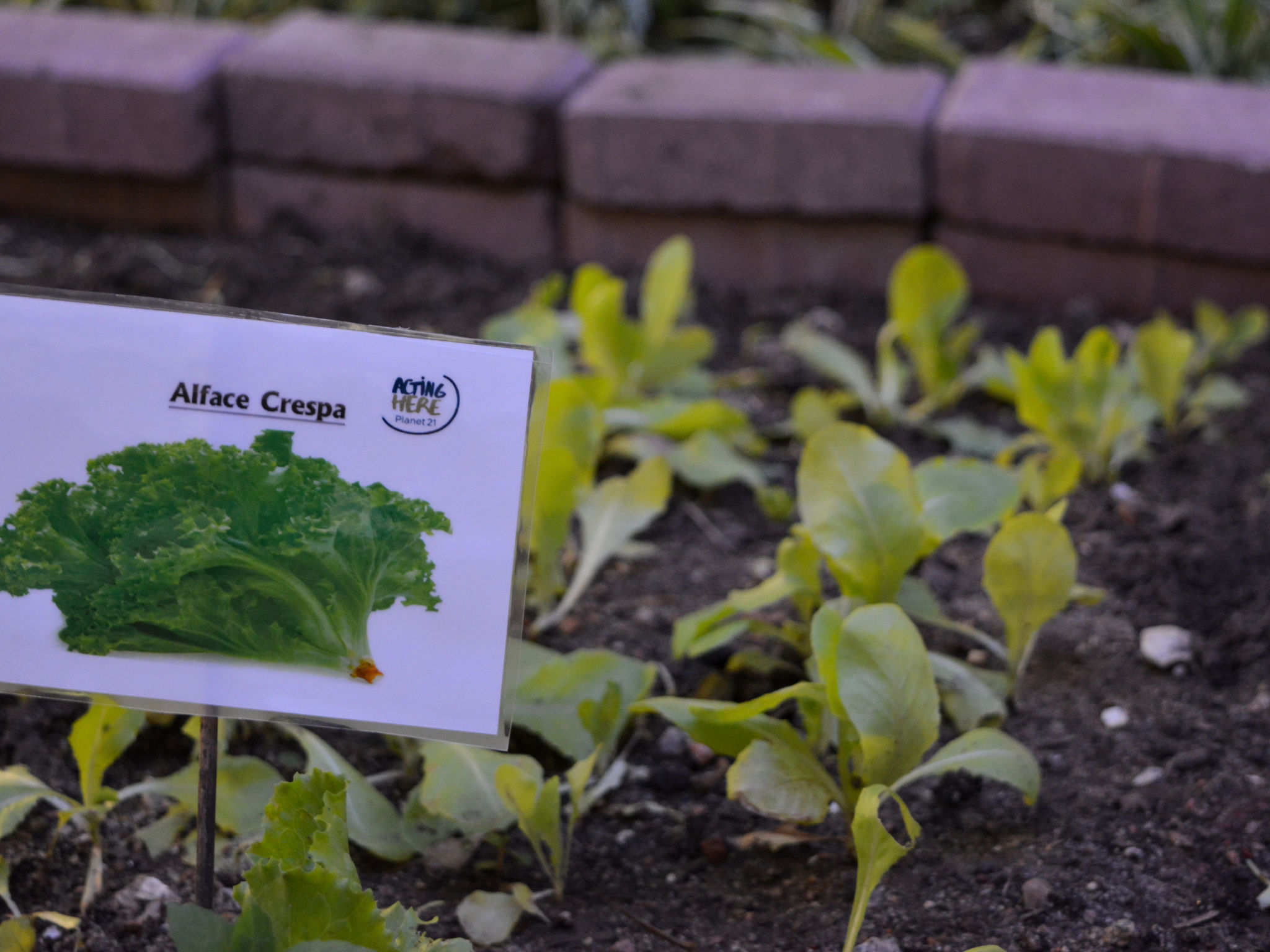 Foto - Regency Barra Hotel