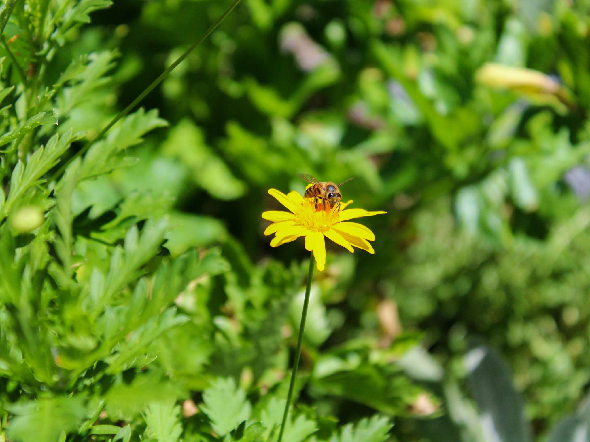 Foto - Pullman Sao Paulo Vila Olimpia